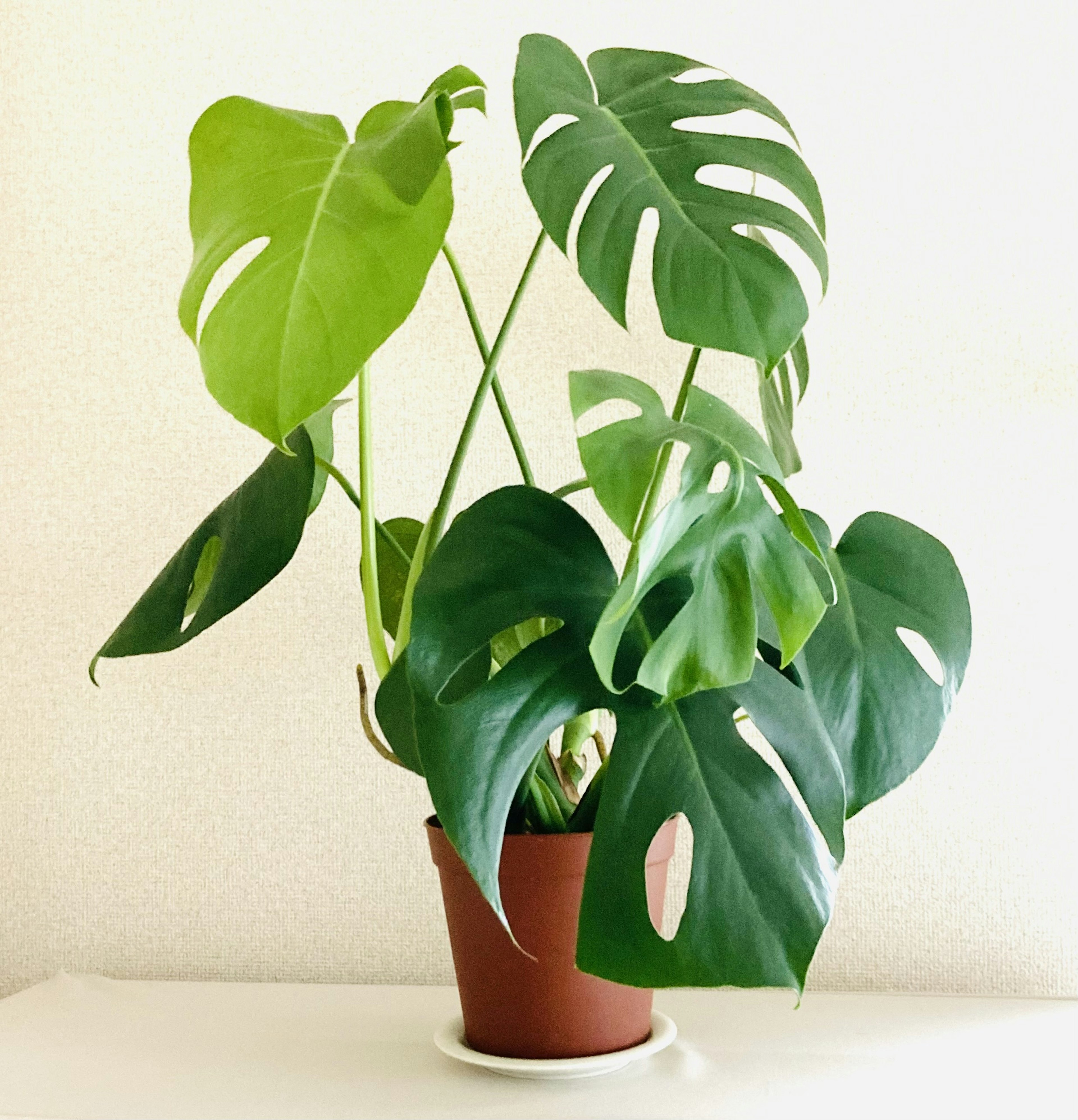 Monstera plant in a brown pot featuring large green leaves with distinctive splits