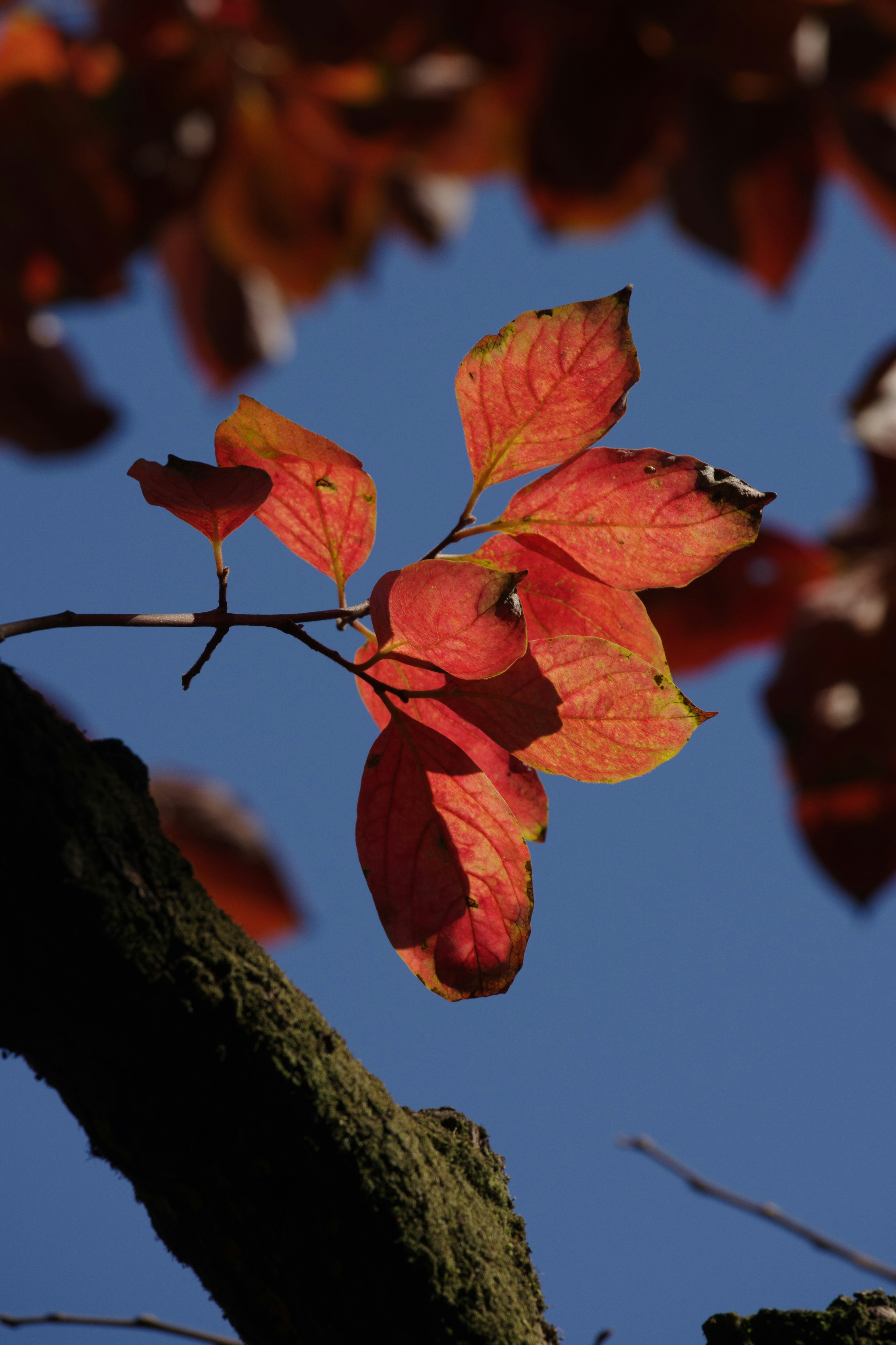 Foglie rosse vivaci contro un cielo blu chiaro in autunno