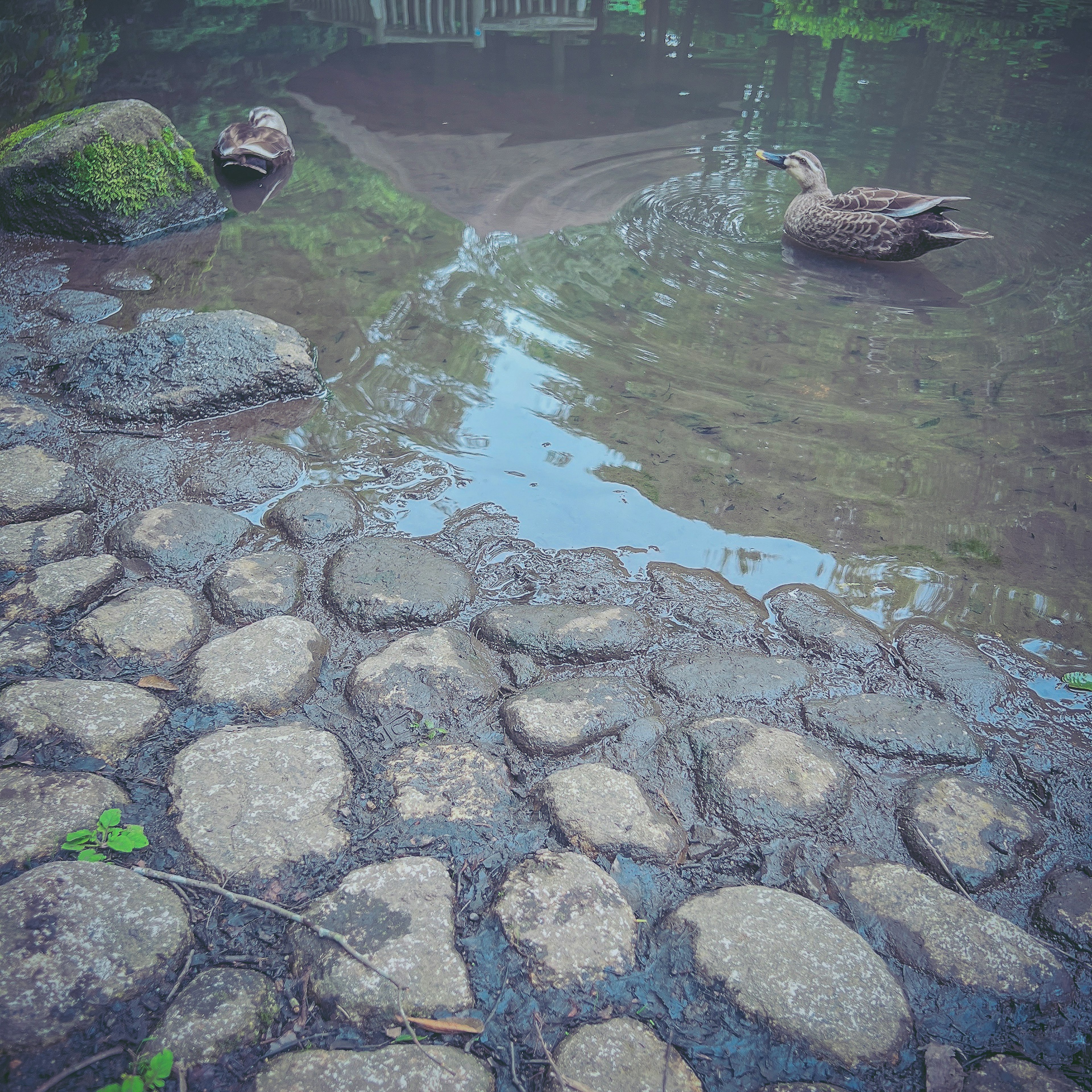 Enten schwimmen auf einem ruhigen Teich mit Kopfsteinpflasterufer