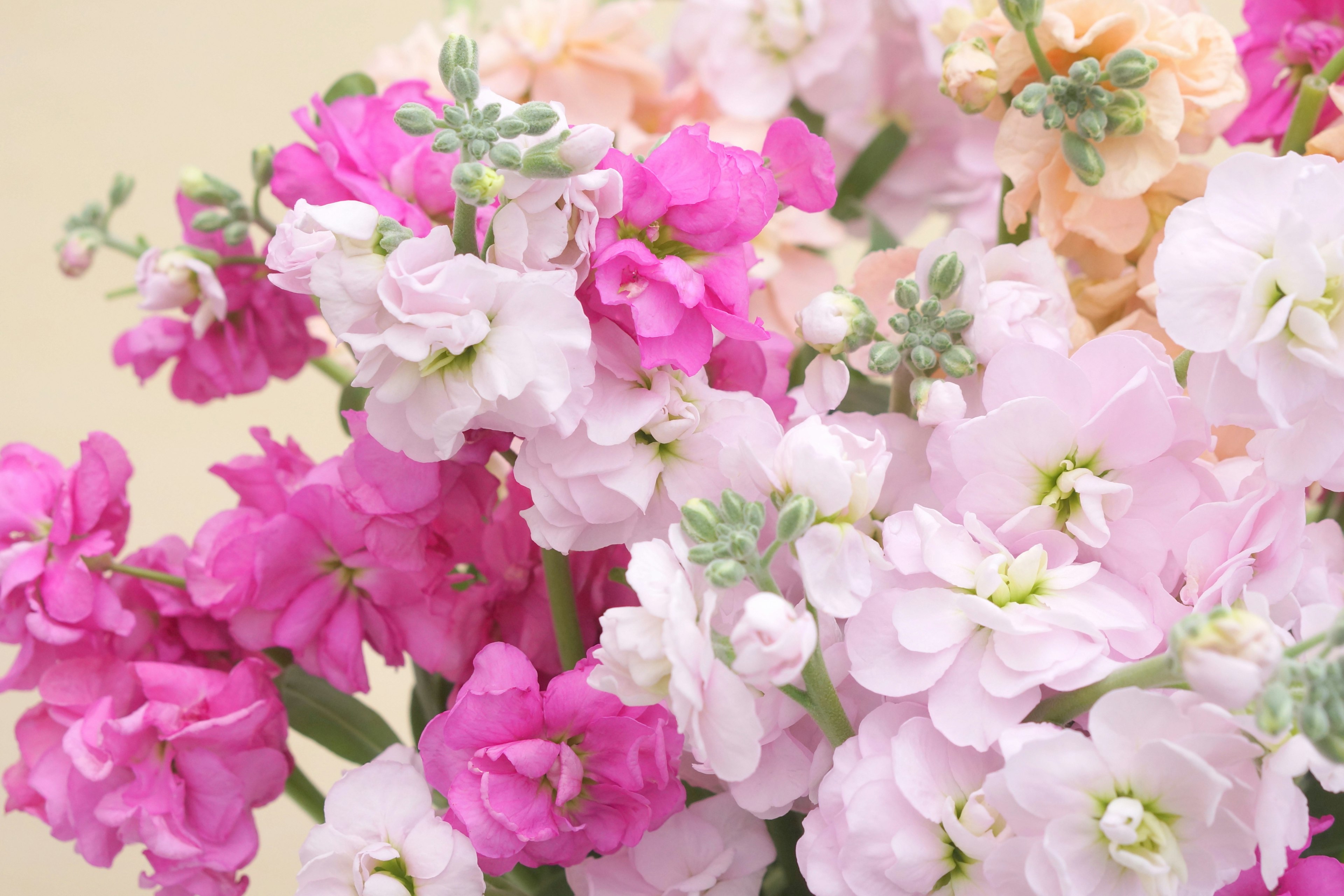 Bouquet de fleurs de muflier roses et blanches