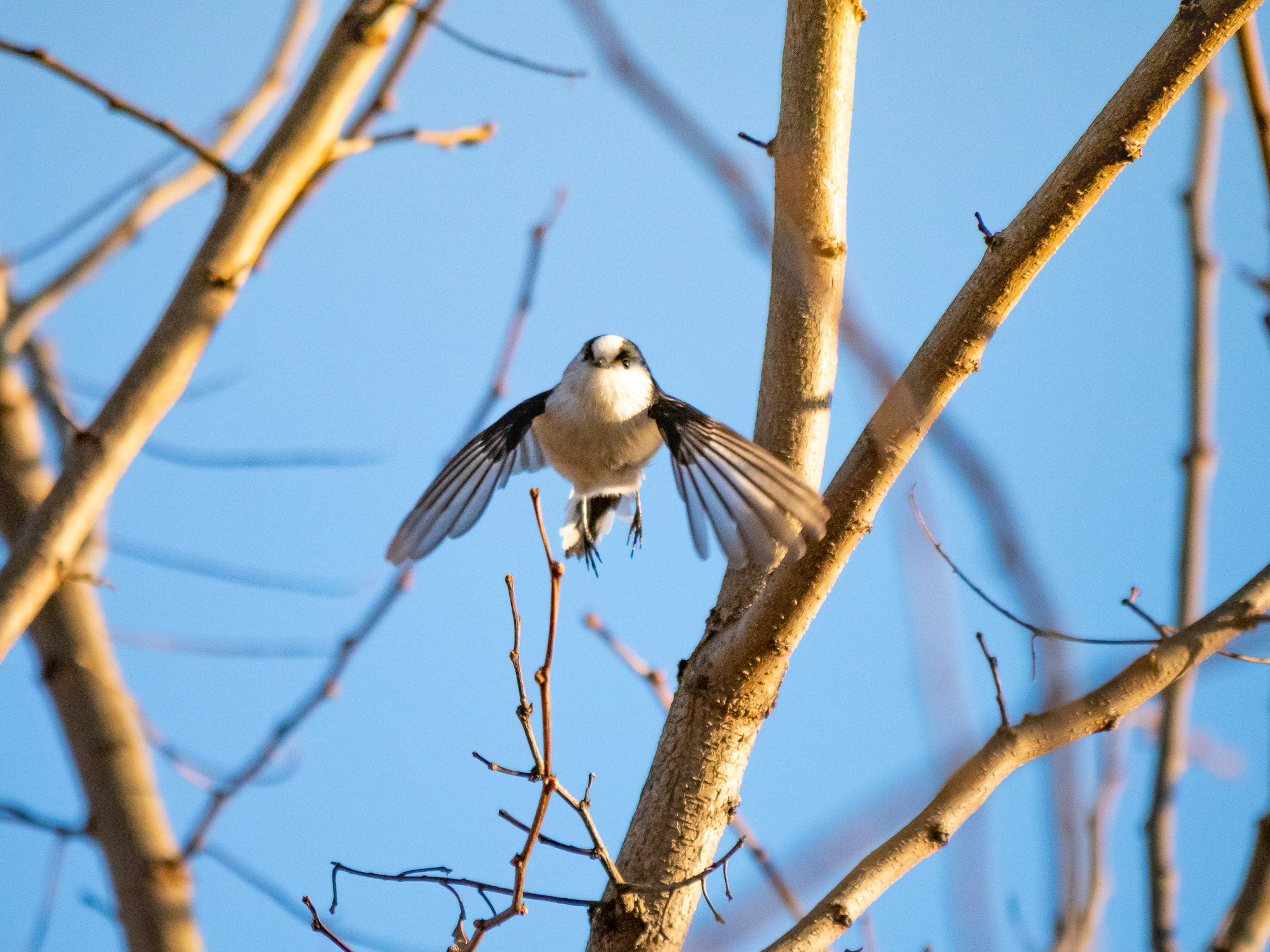 青空の中で飛び立とうとしている鳥が見える