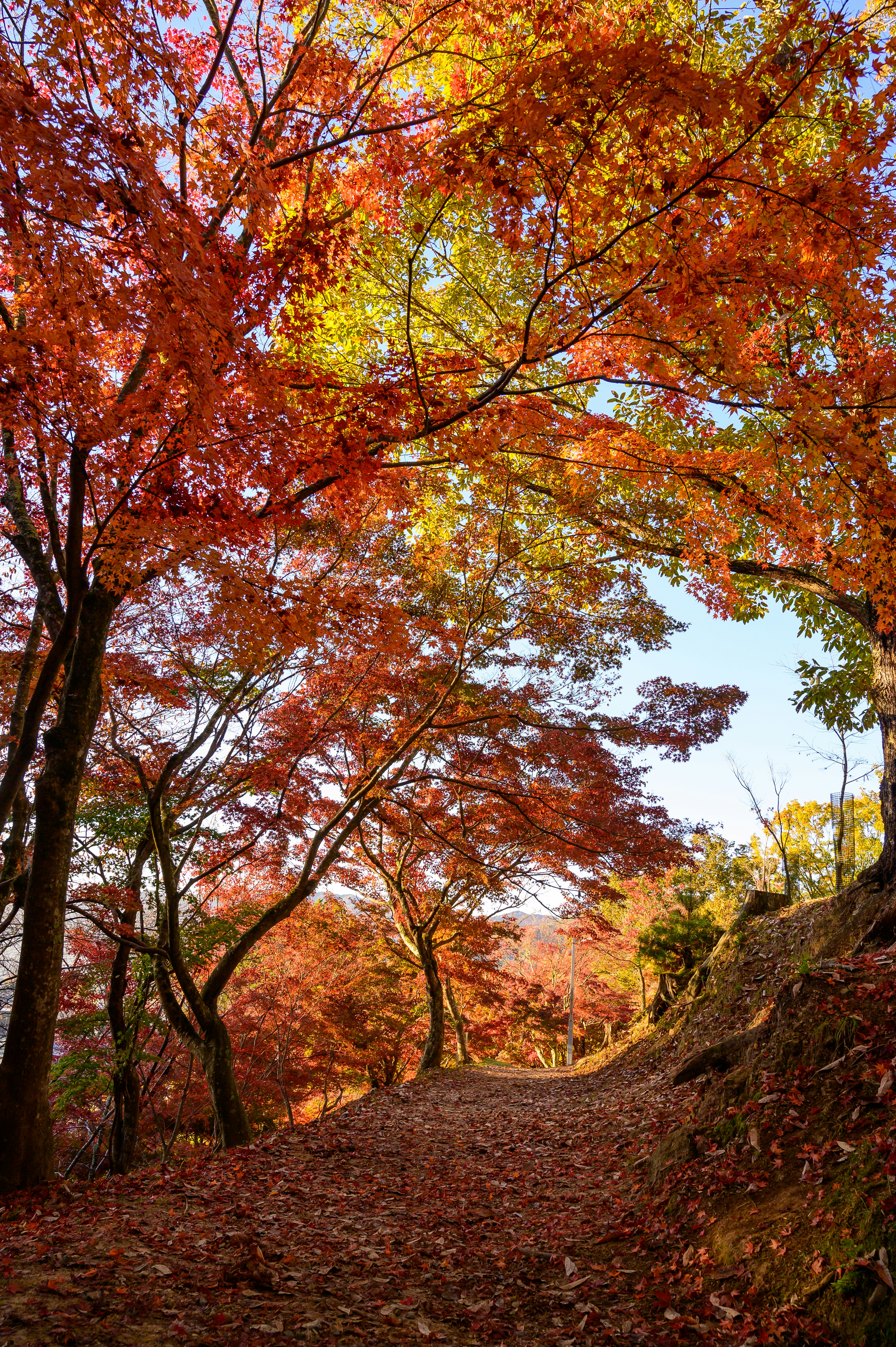 Sentiero circondato da fogliame autunnale con foglie rosse e arancioni vivaci