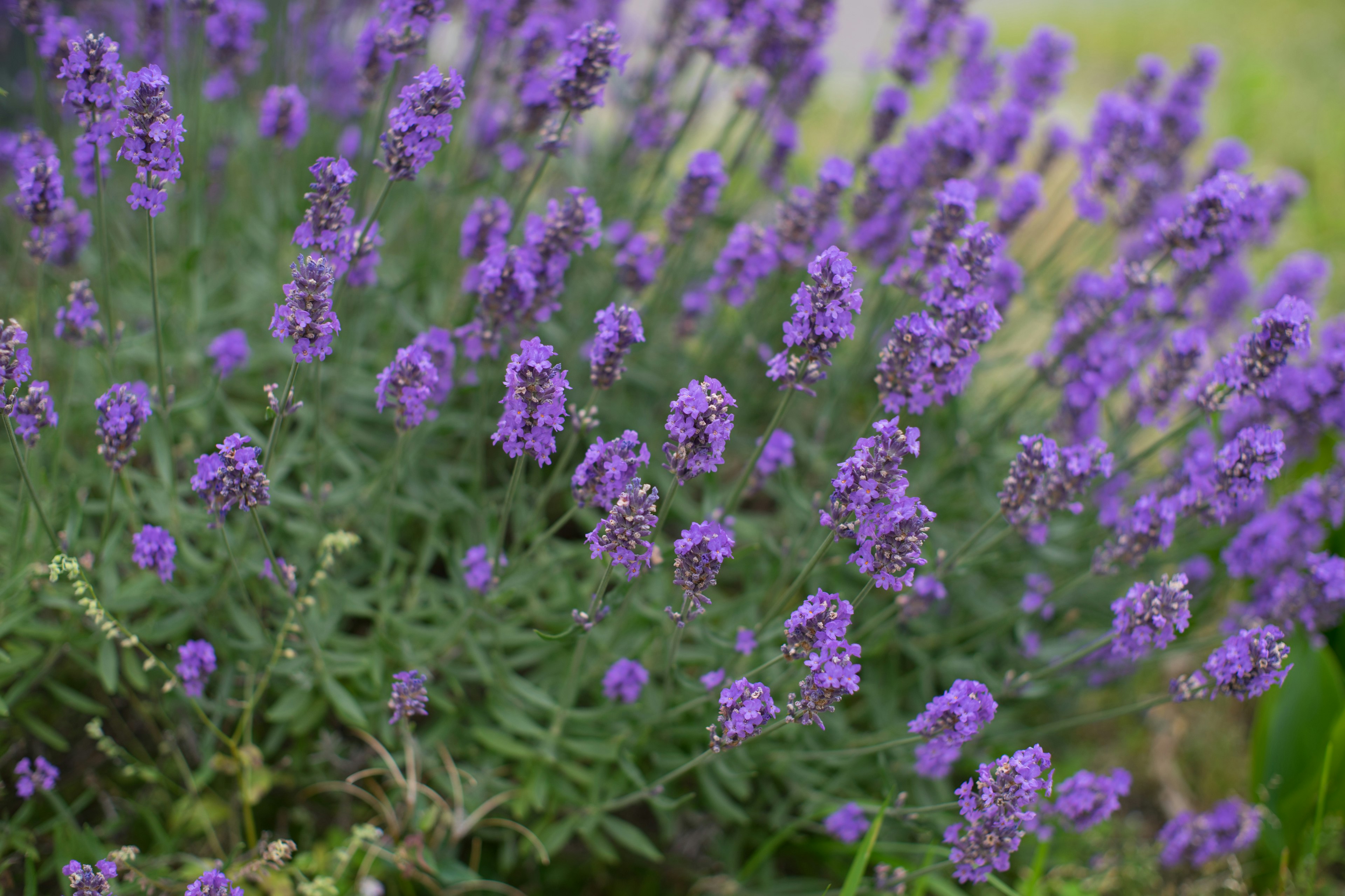 Fleurs de lavande violettes en pleine floraison dans un jardin luxuriant