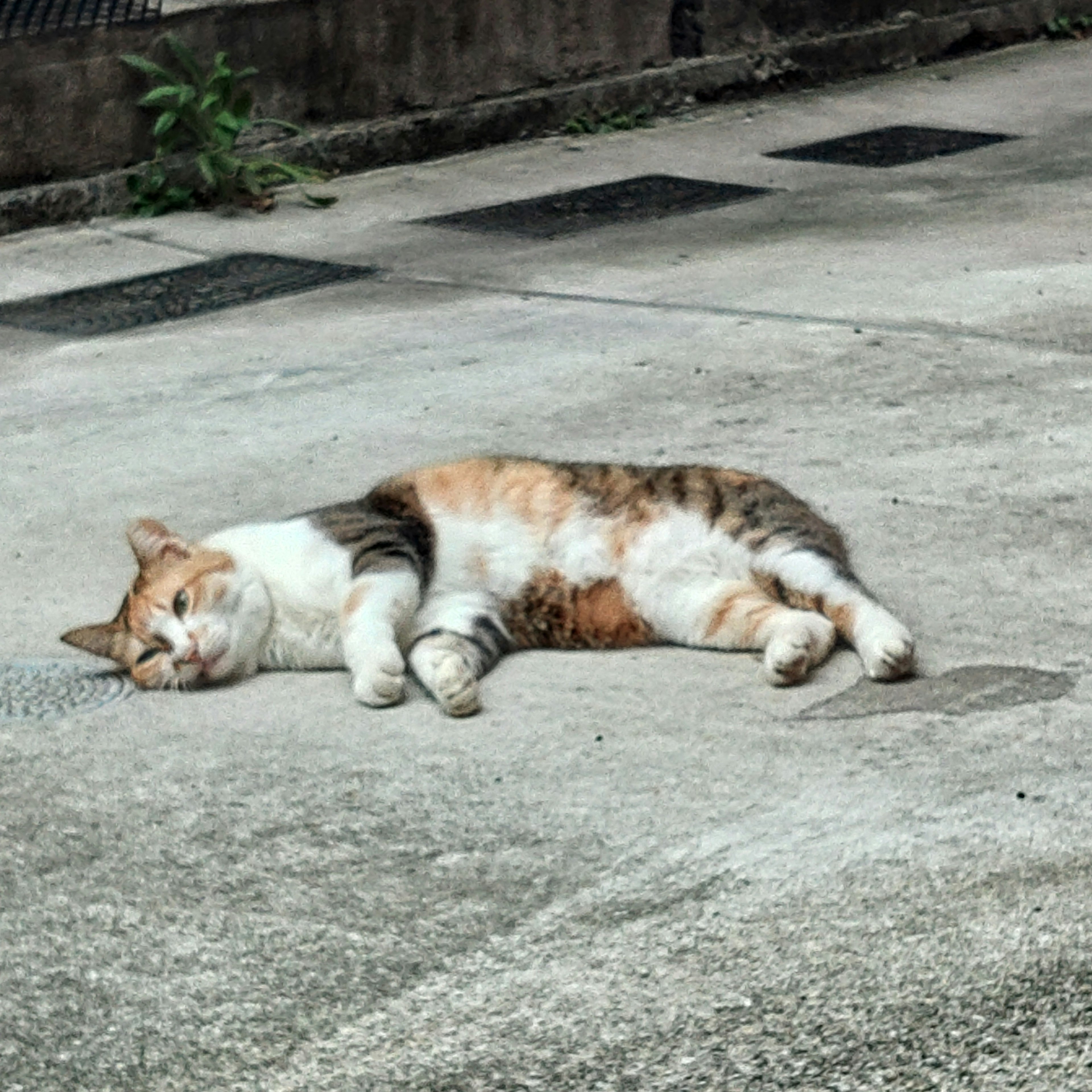 Calico cat sleeping on concrete