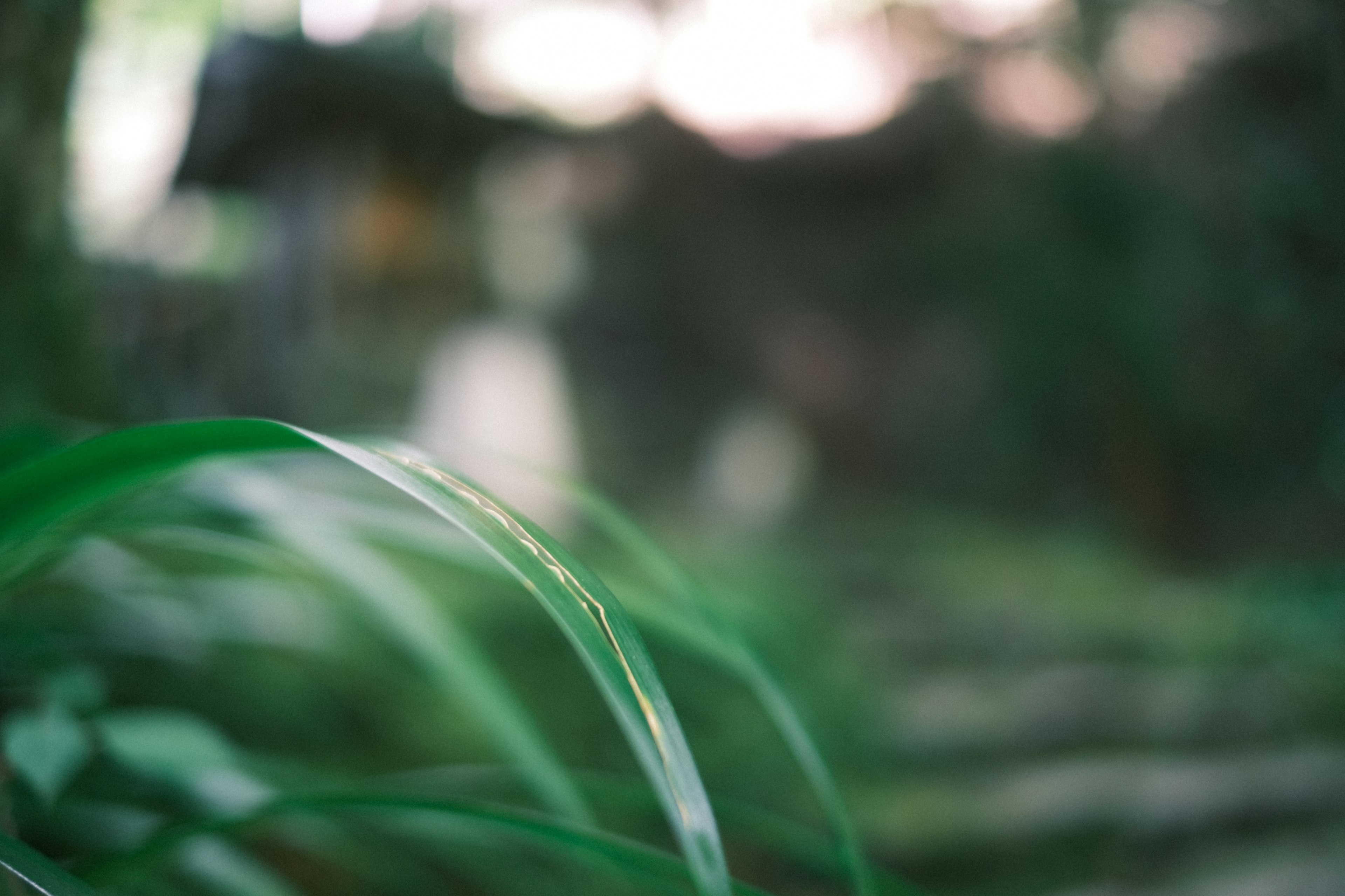 Blurred background with prominent green grass in a natural setting