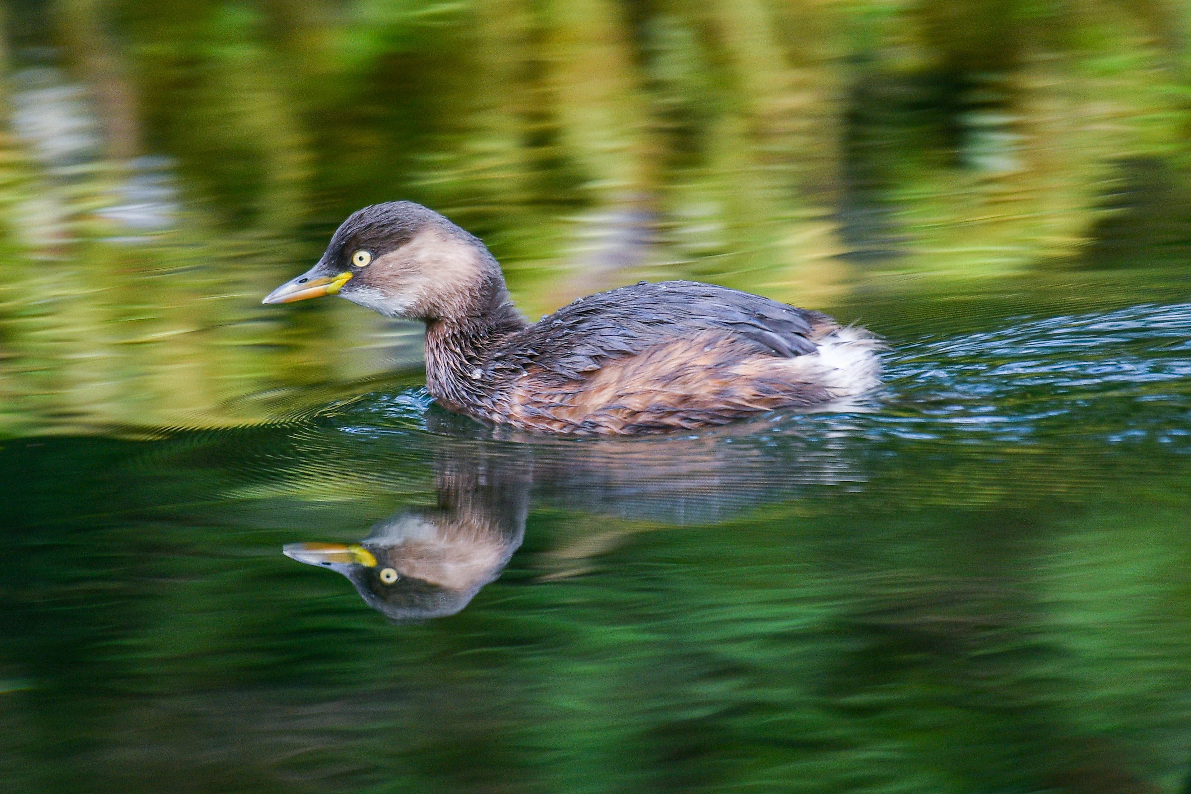 A duck swimming smoothly on the water surface with beautiful reflections