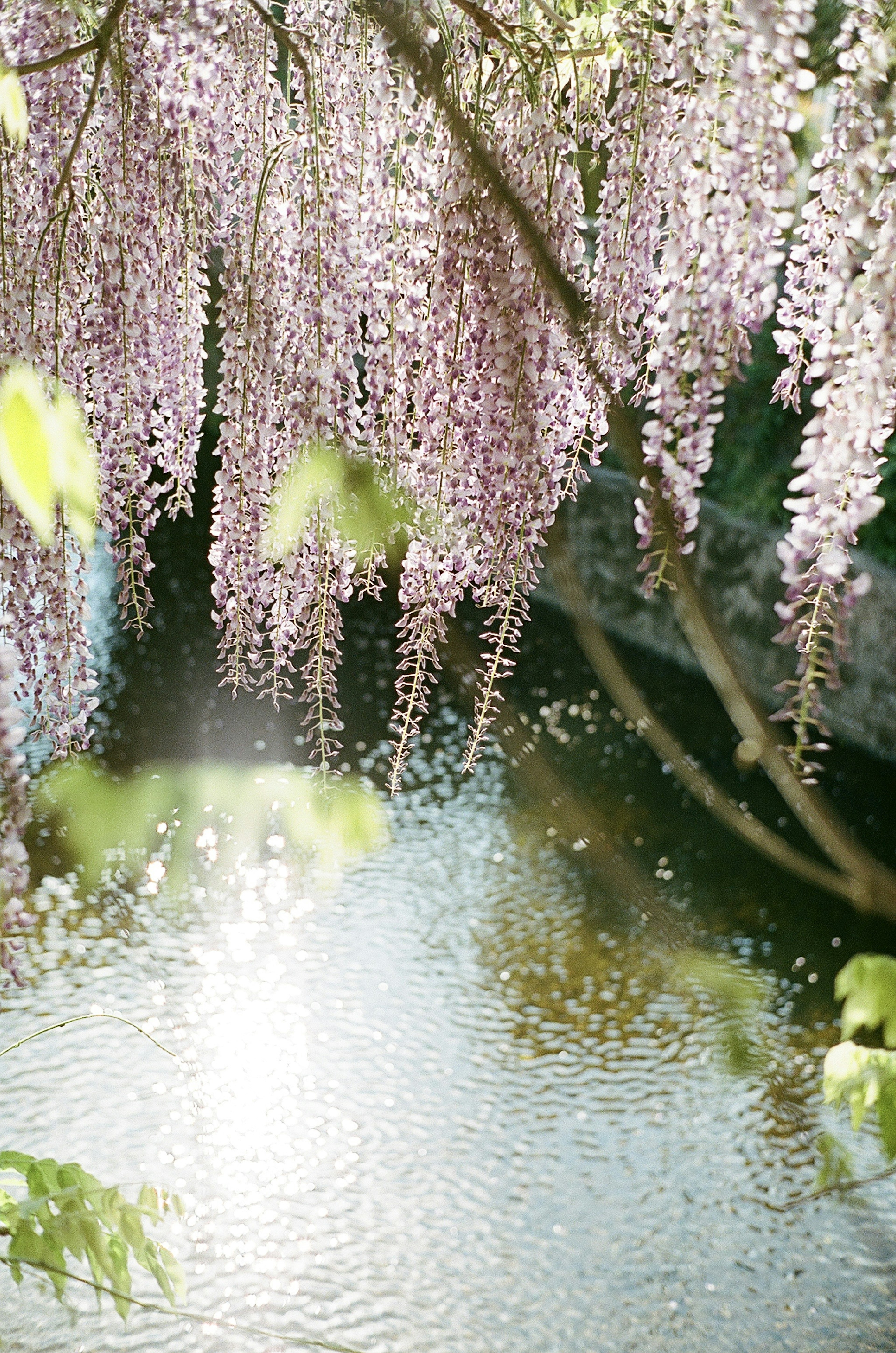 水面に映る藤の花と緑の葉の美しい風景