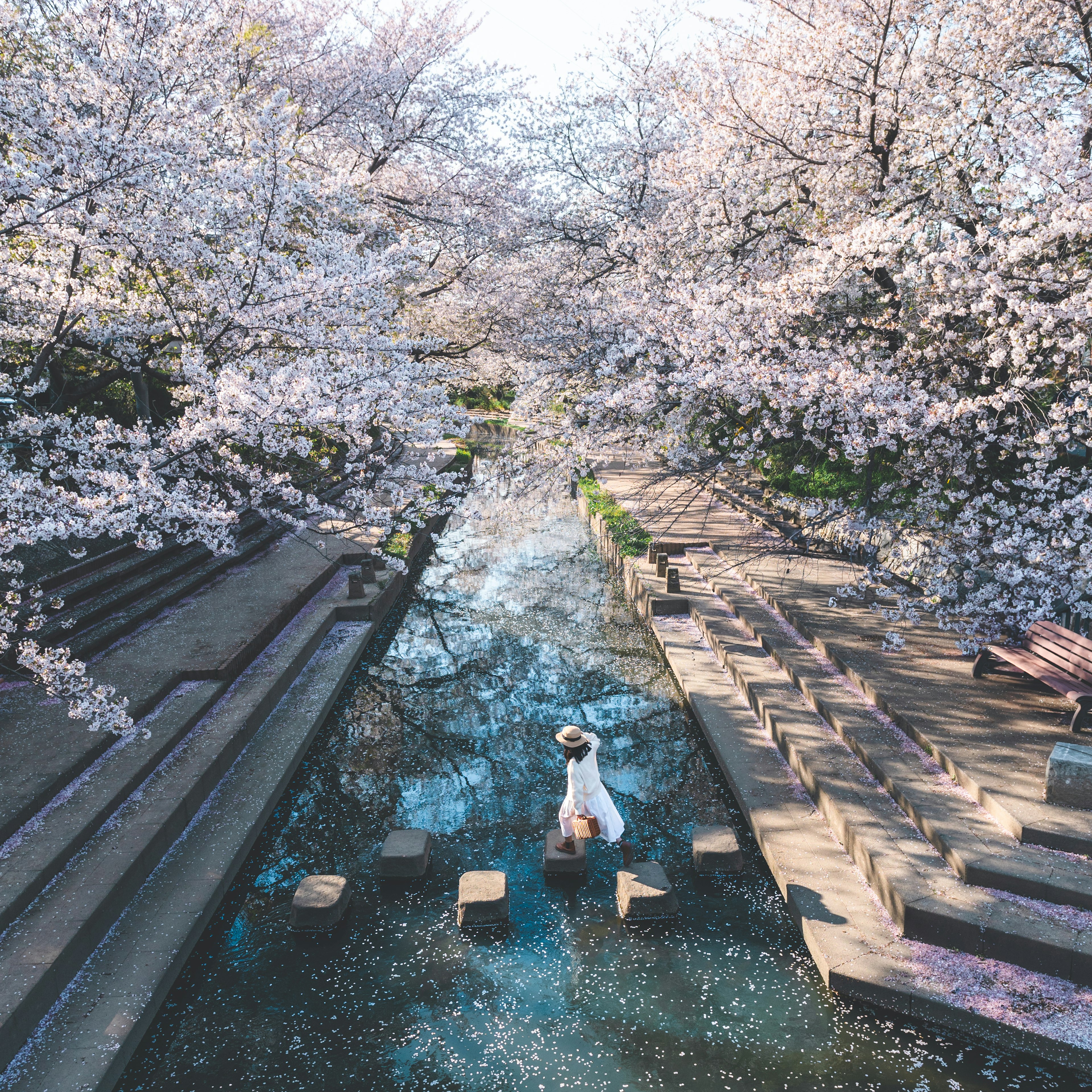 桜の花が咲く川辺で白いドレスを着た女性が立つ美しい風景