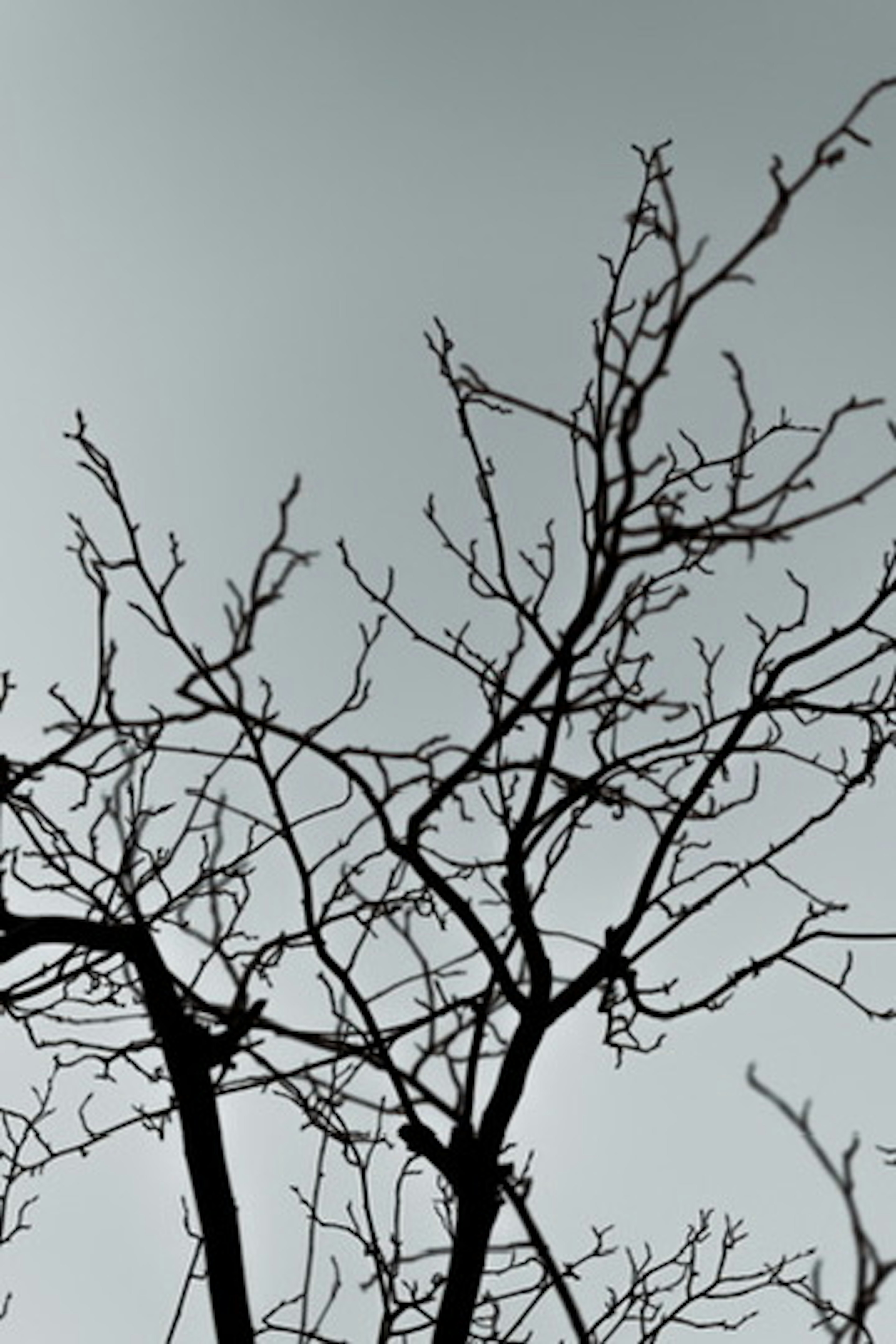 Silhouette of a winter tree with slender branches reaching towards the sky