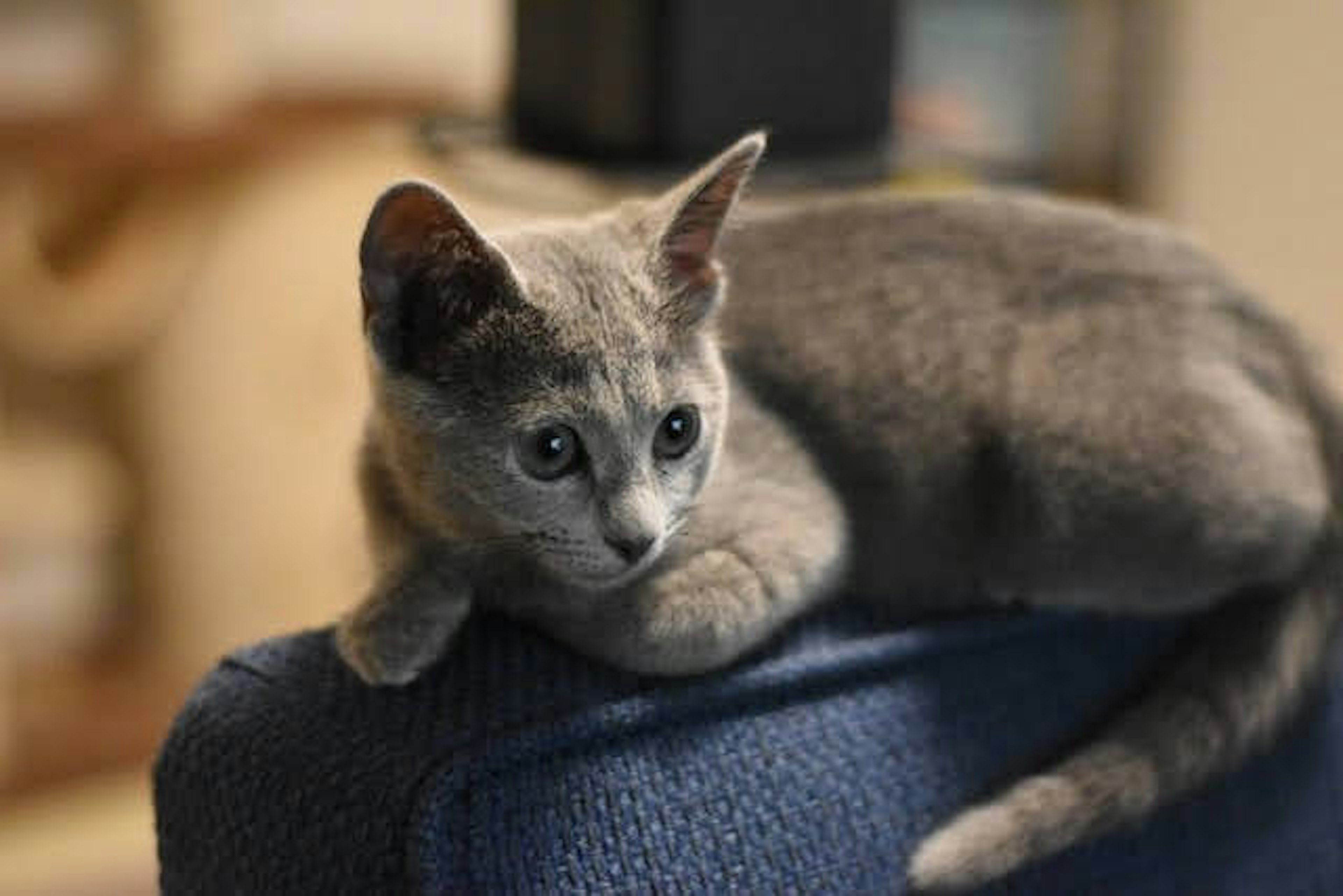 Gattino grigio sdraiato sullo schienale di un divano