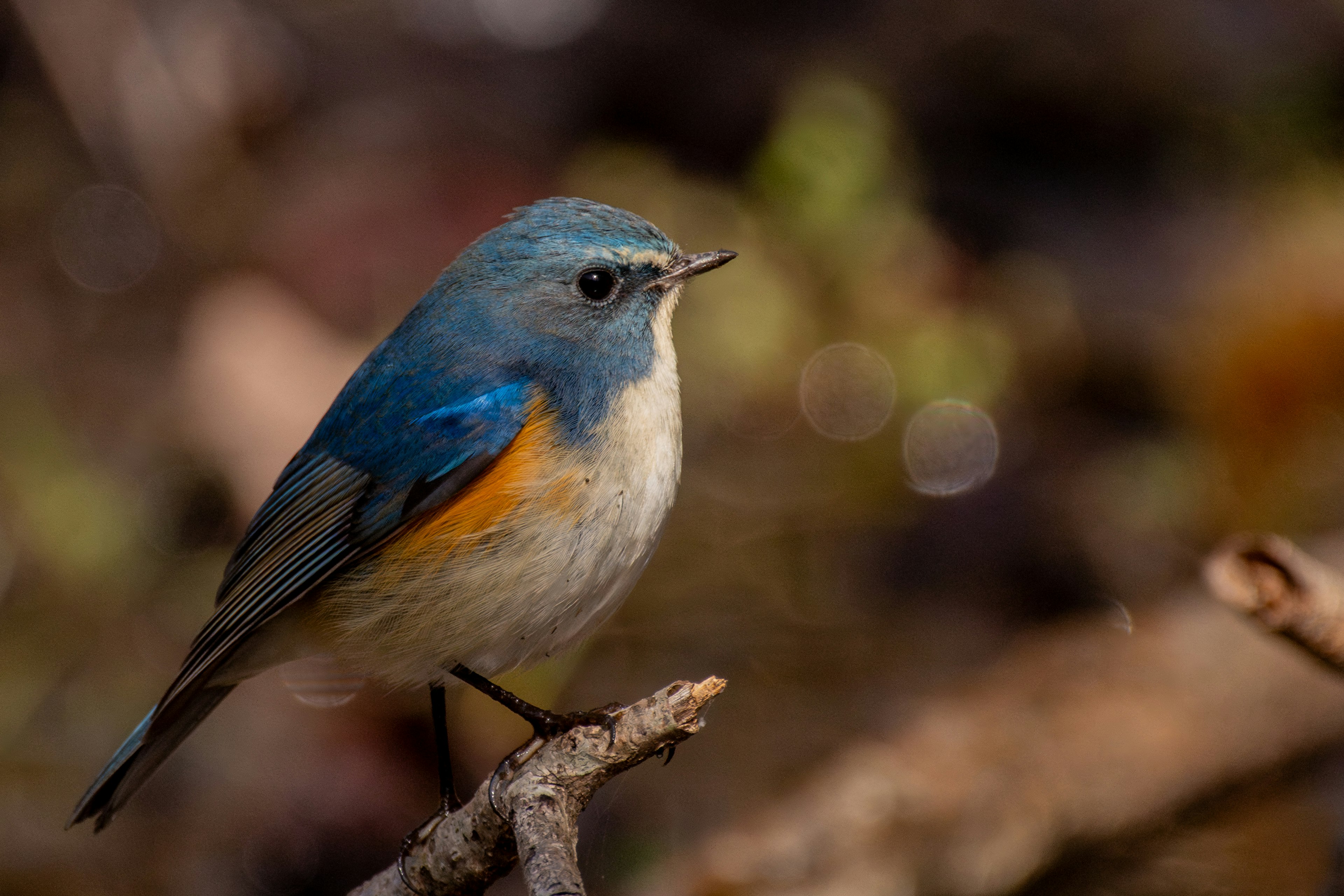 A small bird with blue feathers and an orange belly perched on a branch