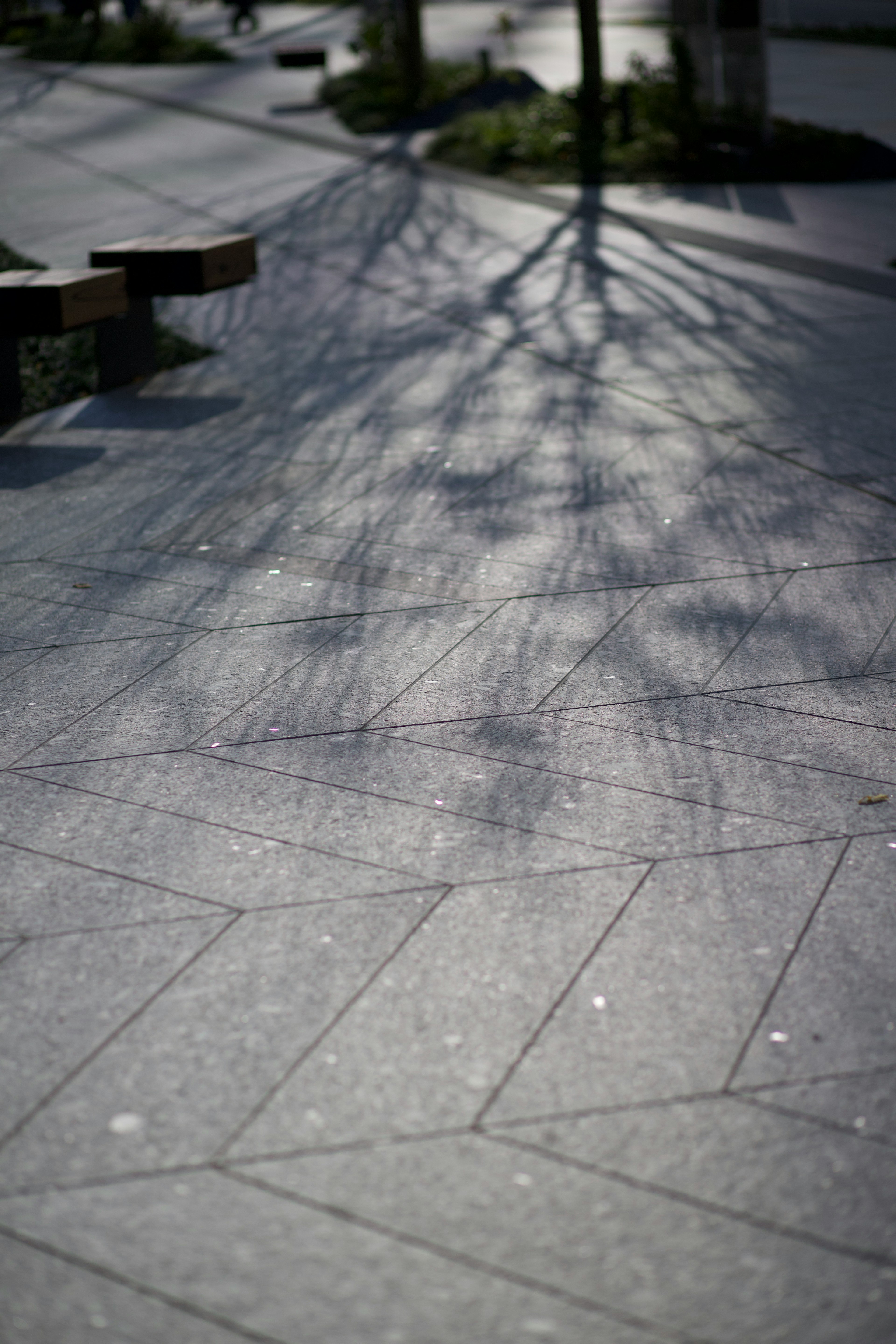 Motivi di ombre di alberi su un marciapiede pavimentato