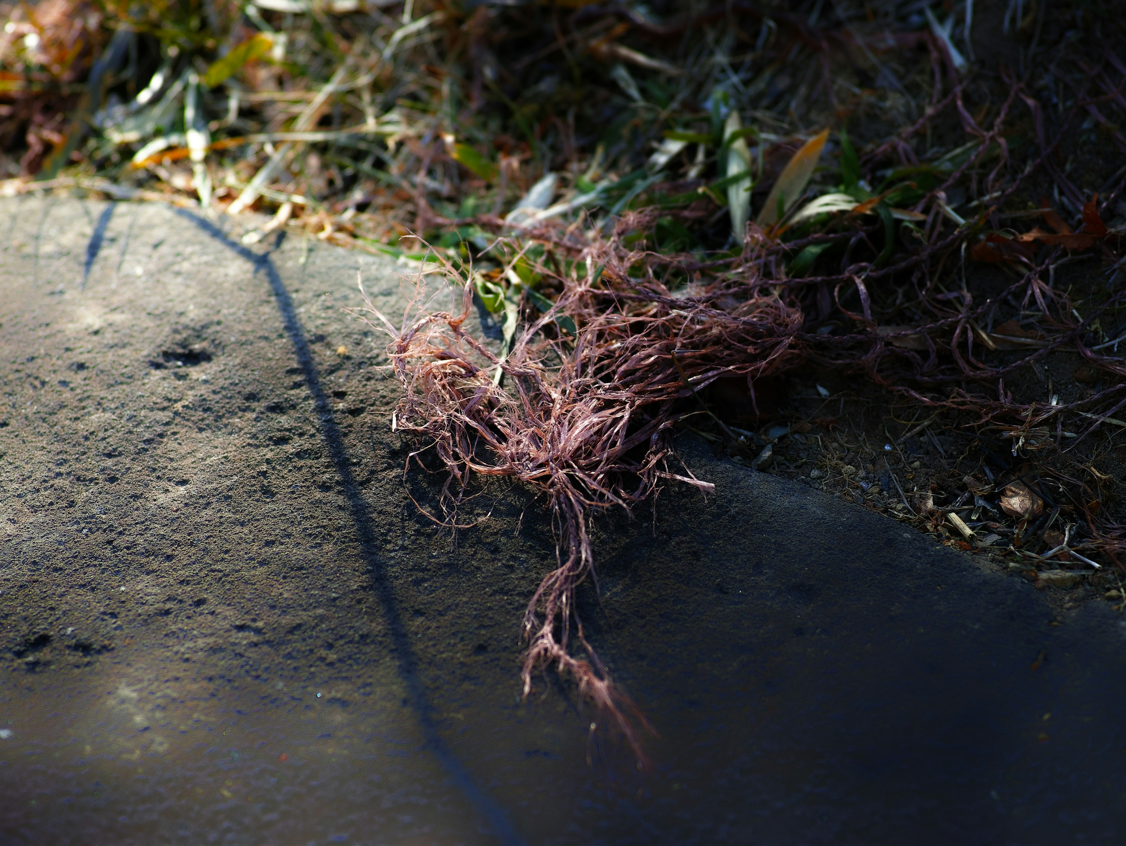 Thin pink fibrous object on grass