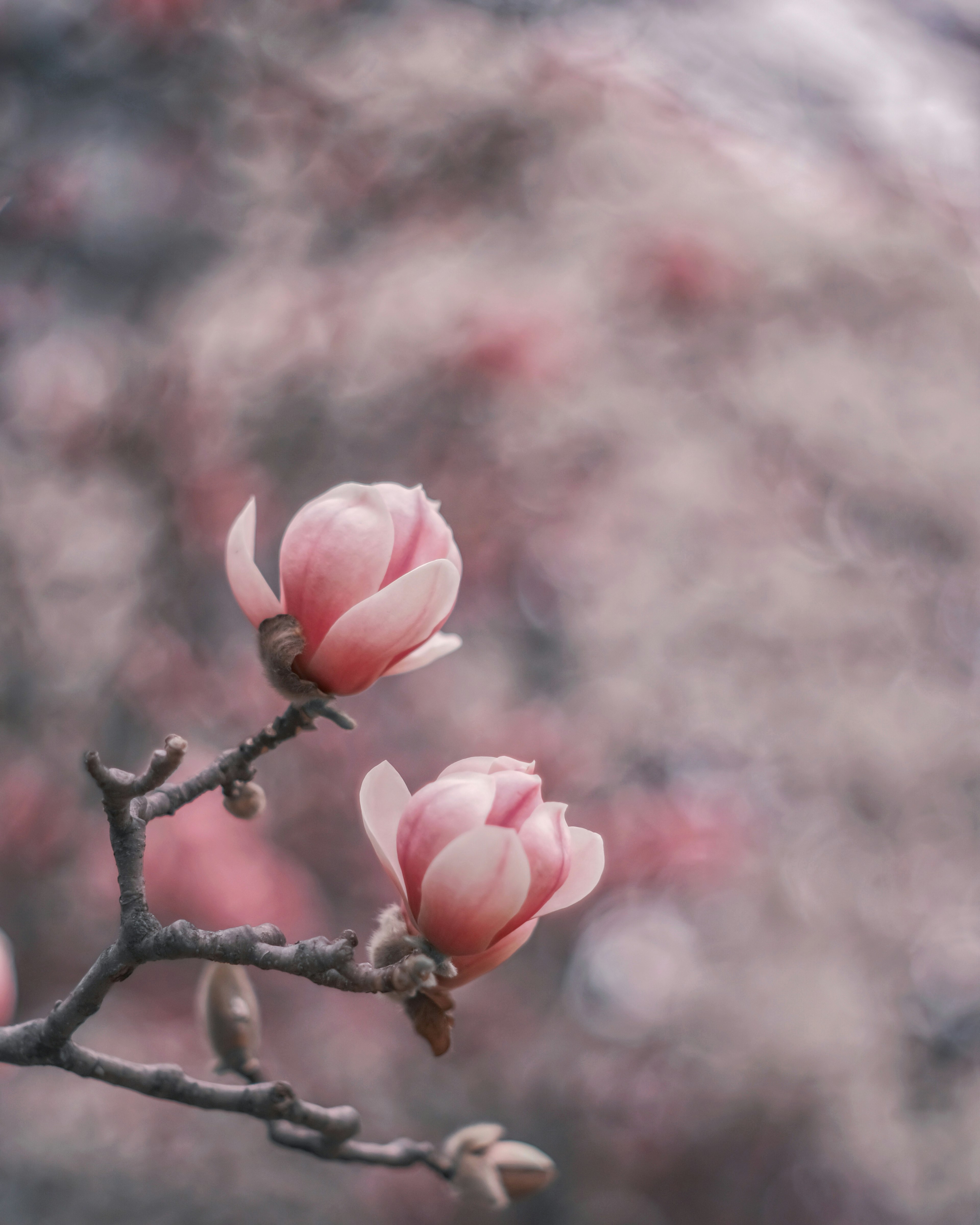 Primo piano di fiori di magnolia rosa su un ramo