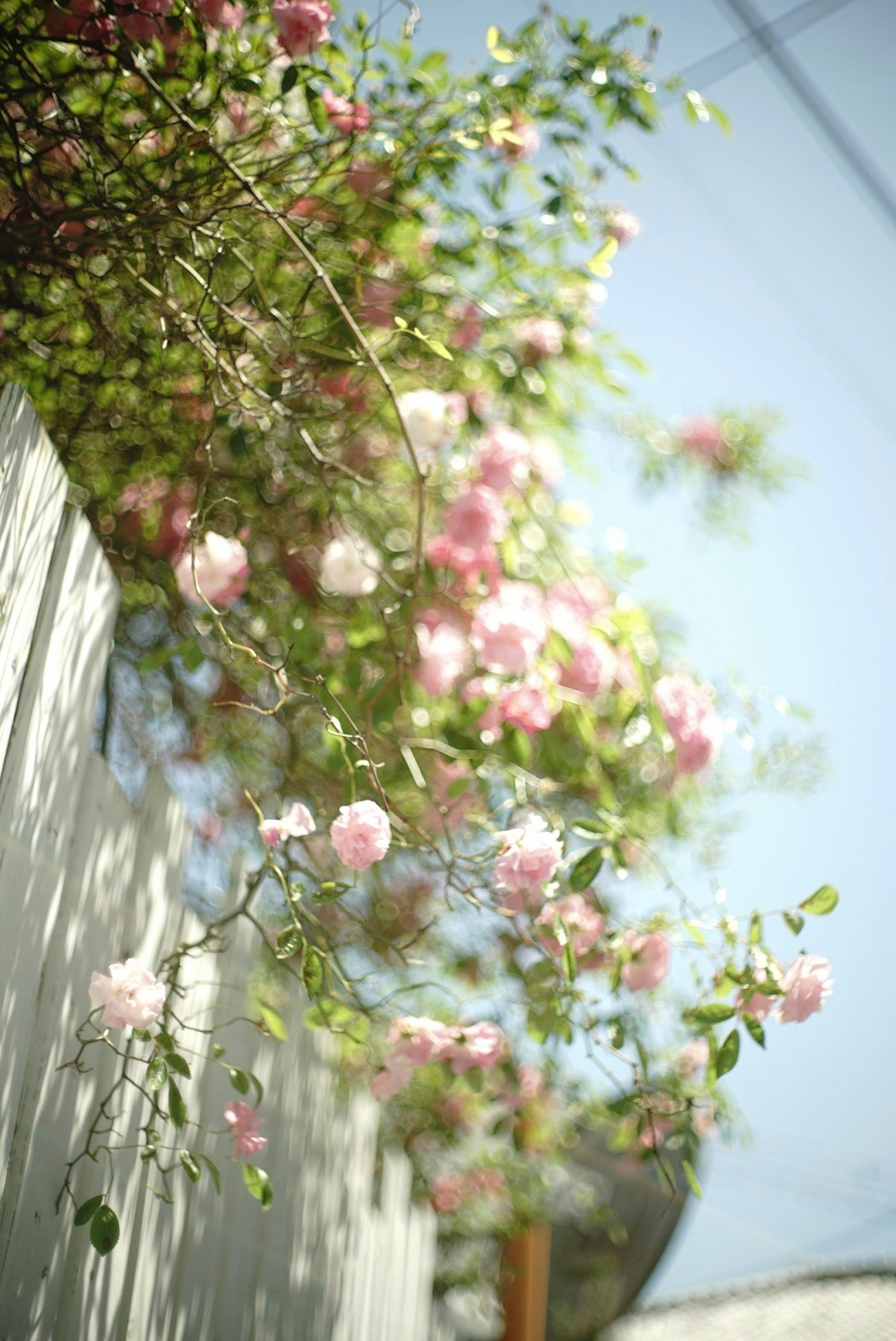 ピンクの花が咲くツル植物が白い壁に絡まっている