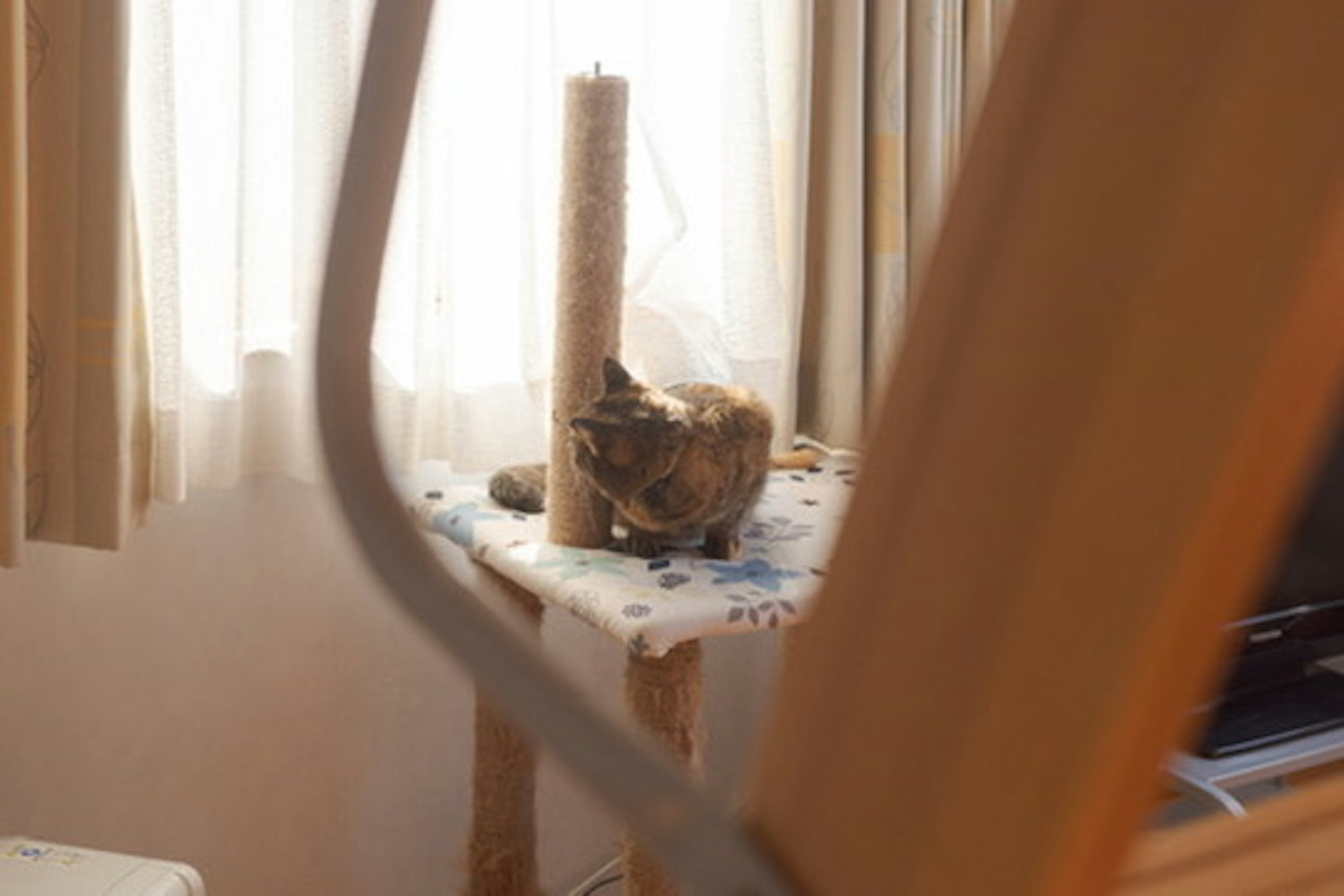 Un gato sentado en una mesa cerca de una ventana con una vela