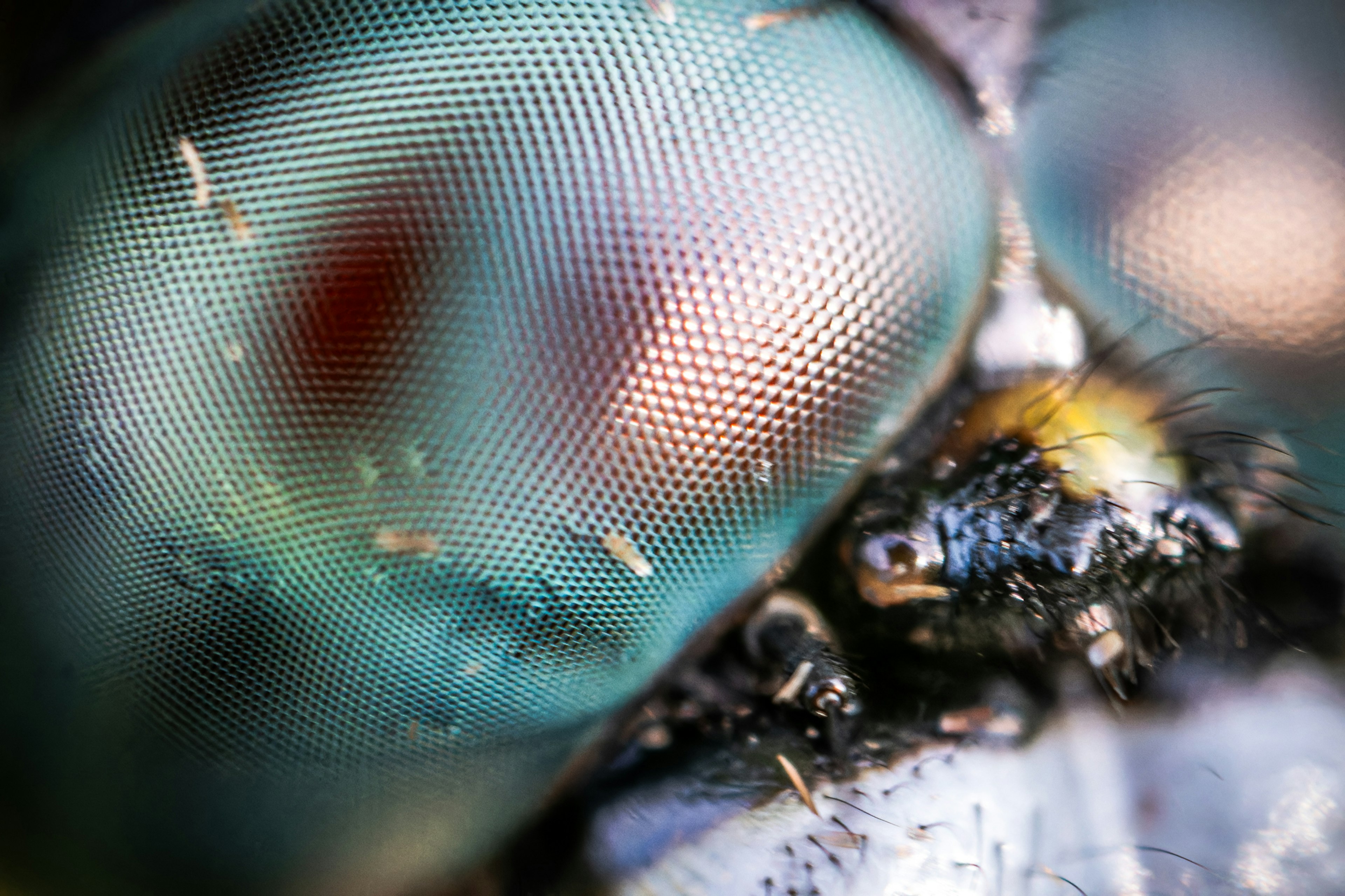 Close-up of an insect's eye showing intricate mesh patterns