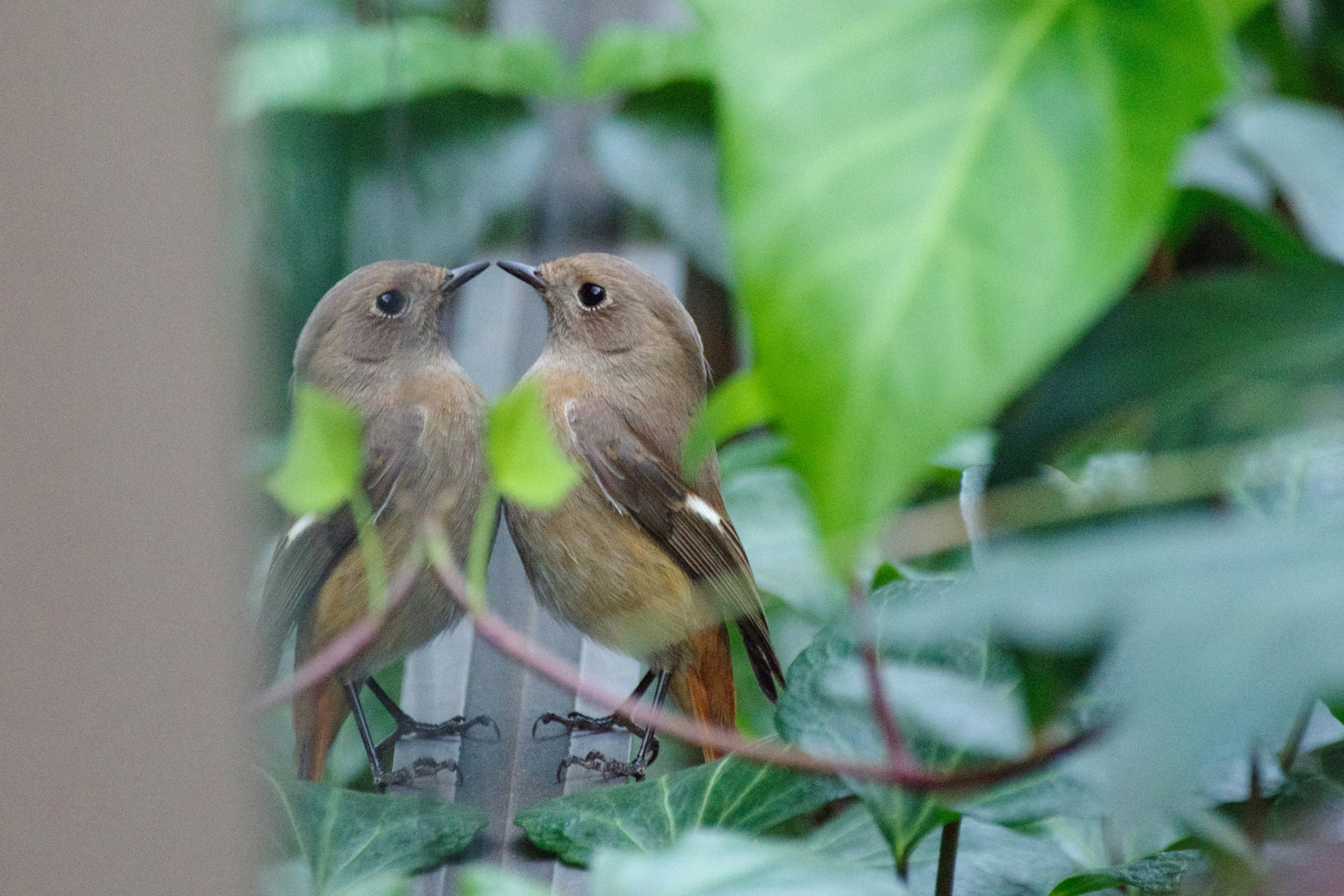 Deux oiseaux se faisant face parmi des feuilles vertes