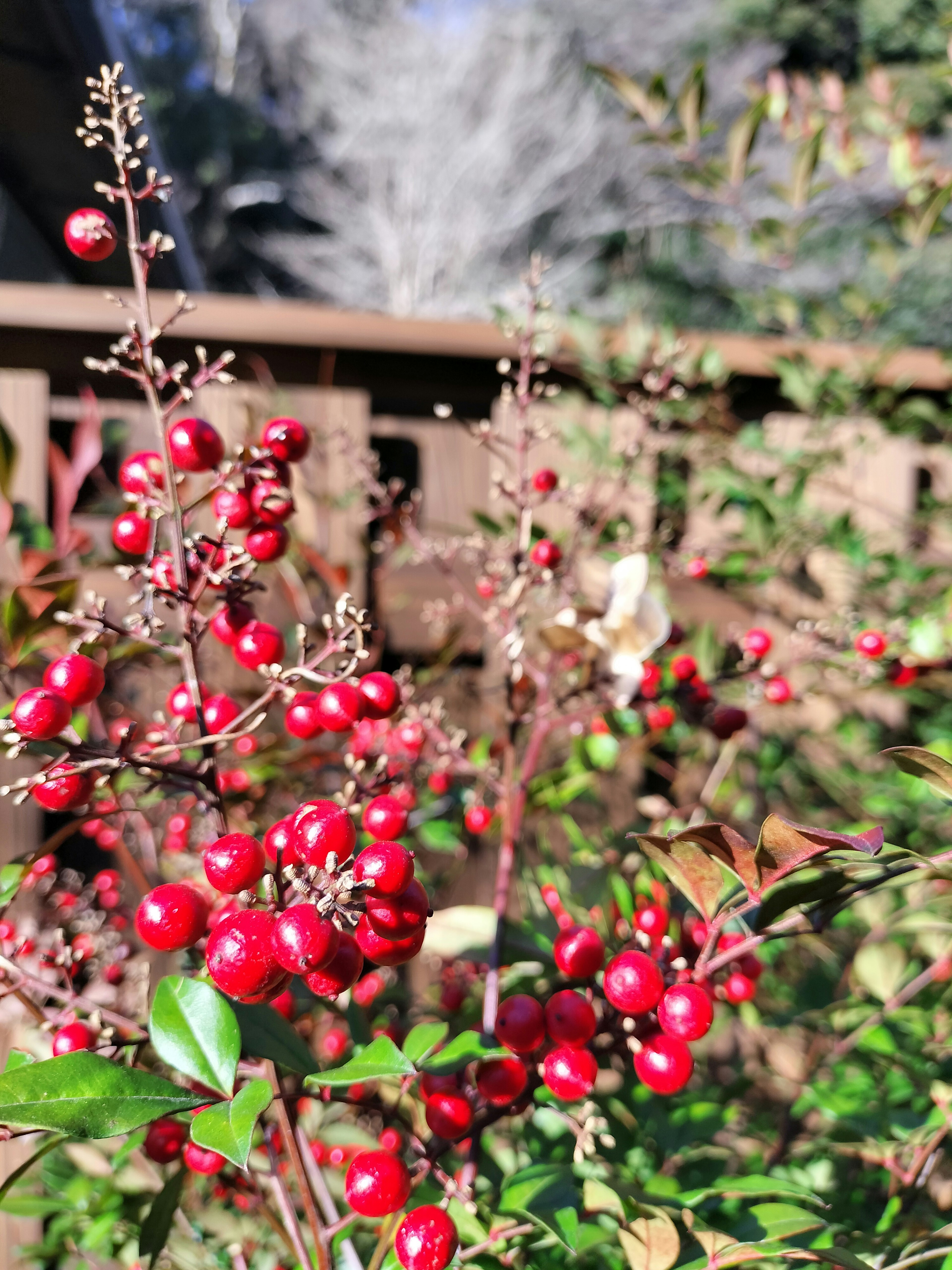 鮮やかな赤い実がついた植物が写っている背景には木々が見える