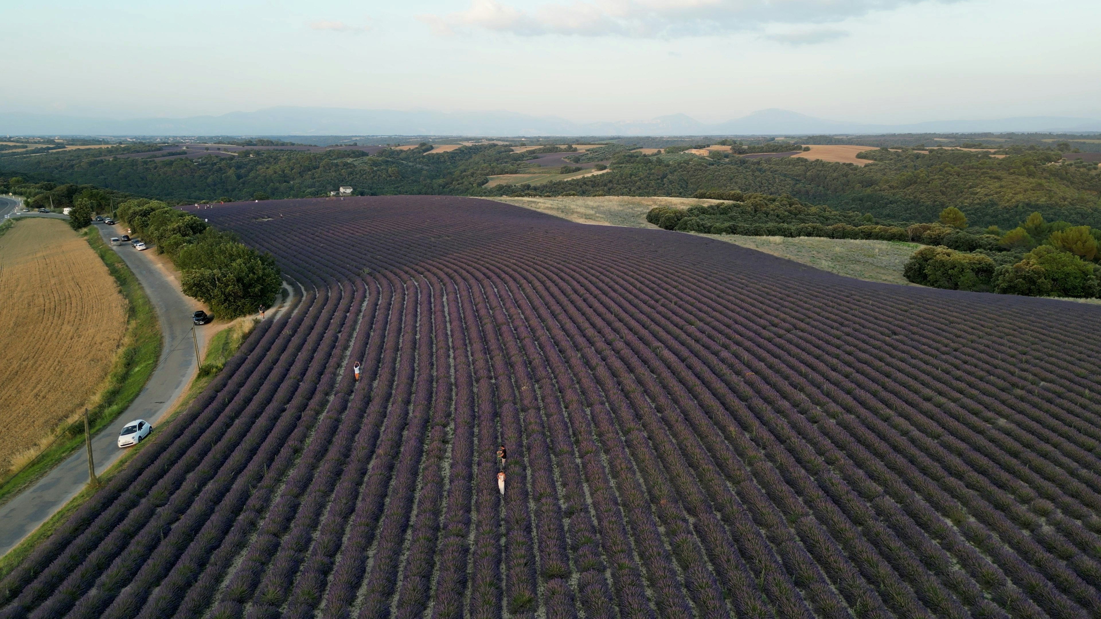 Aerial view of a vast lavender field with a rural road and surrounding landscape