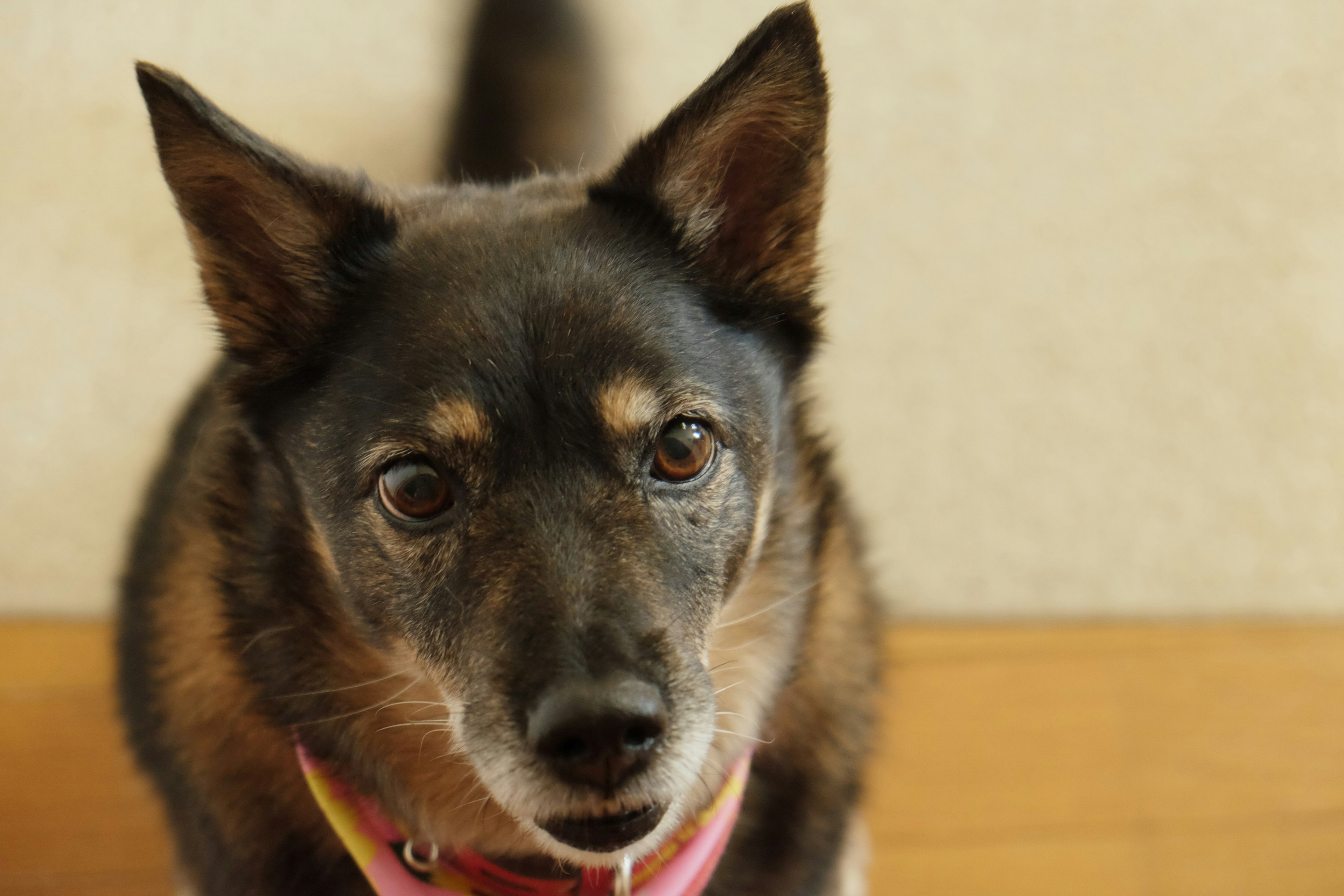 Un chien à fourrure noire regardant l'appareil photo