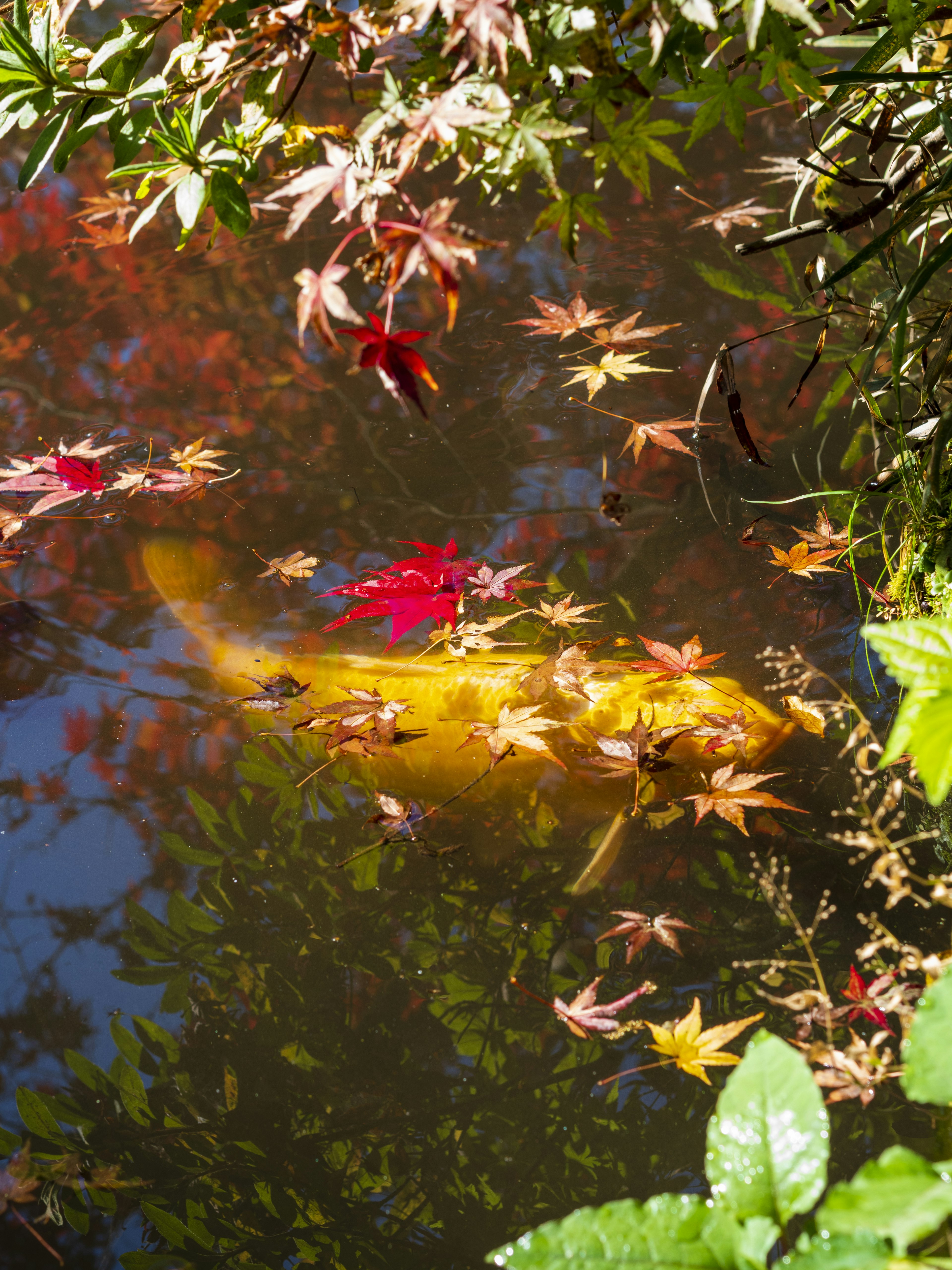 Golden koi fish among colorful autumn leaves in a pond