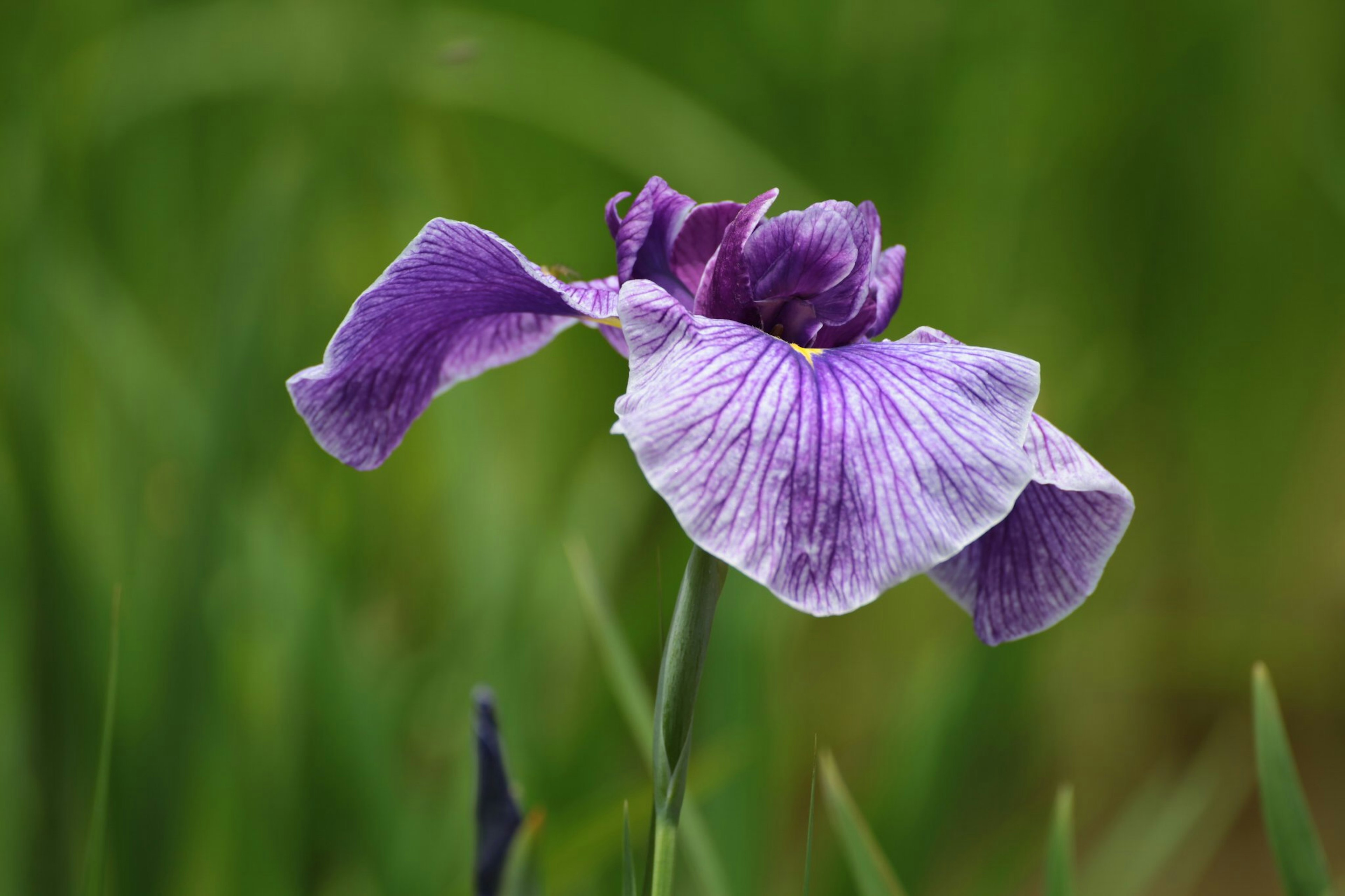 Une fleur violette fleurissant sur un fond vert