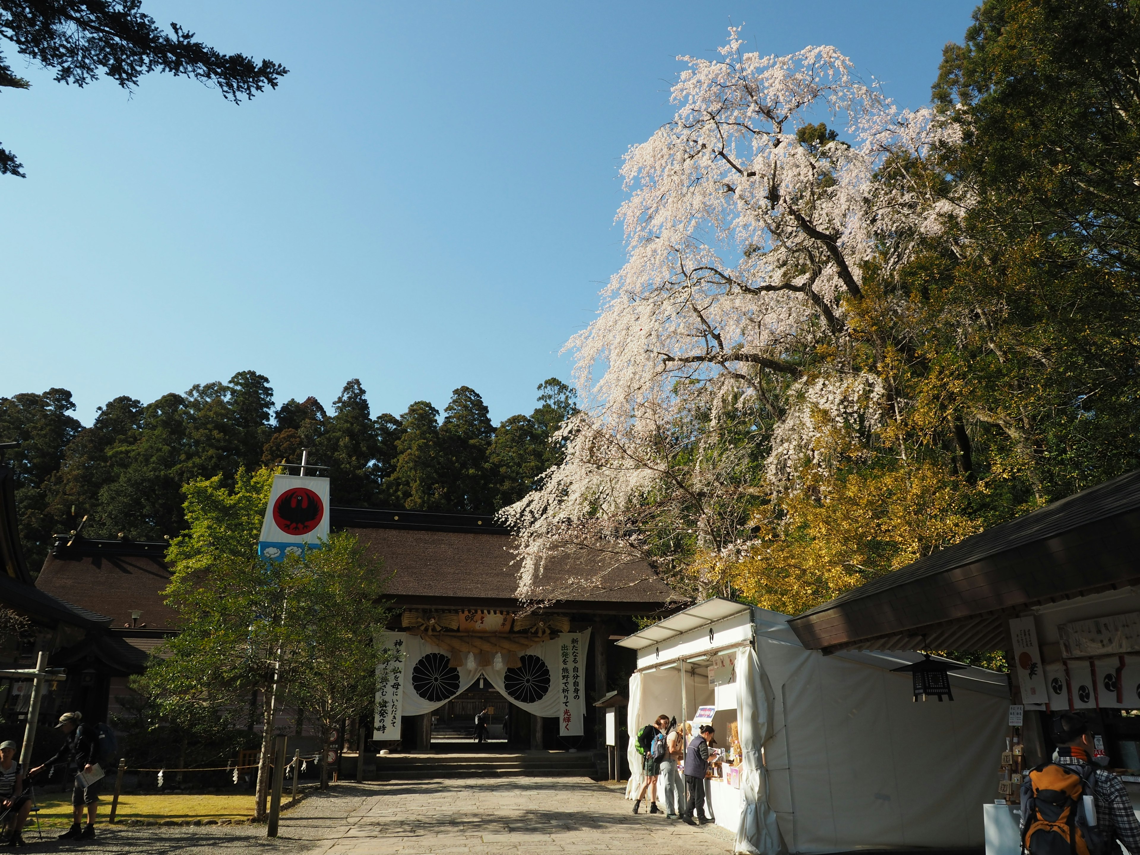 Cherry blossom tree and shrine scenery under a clear blue sky