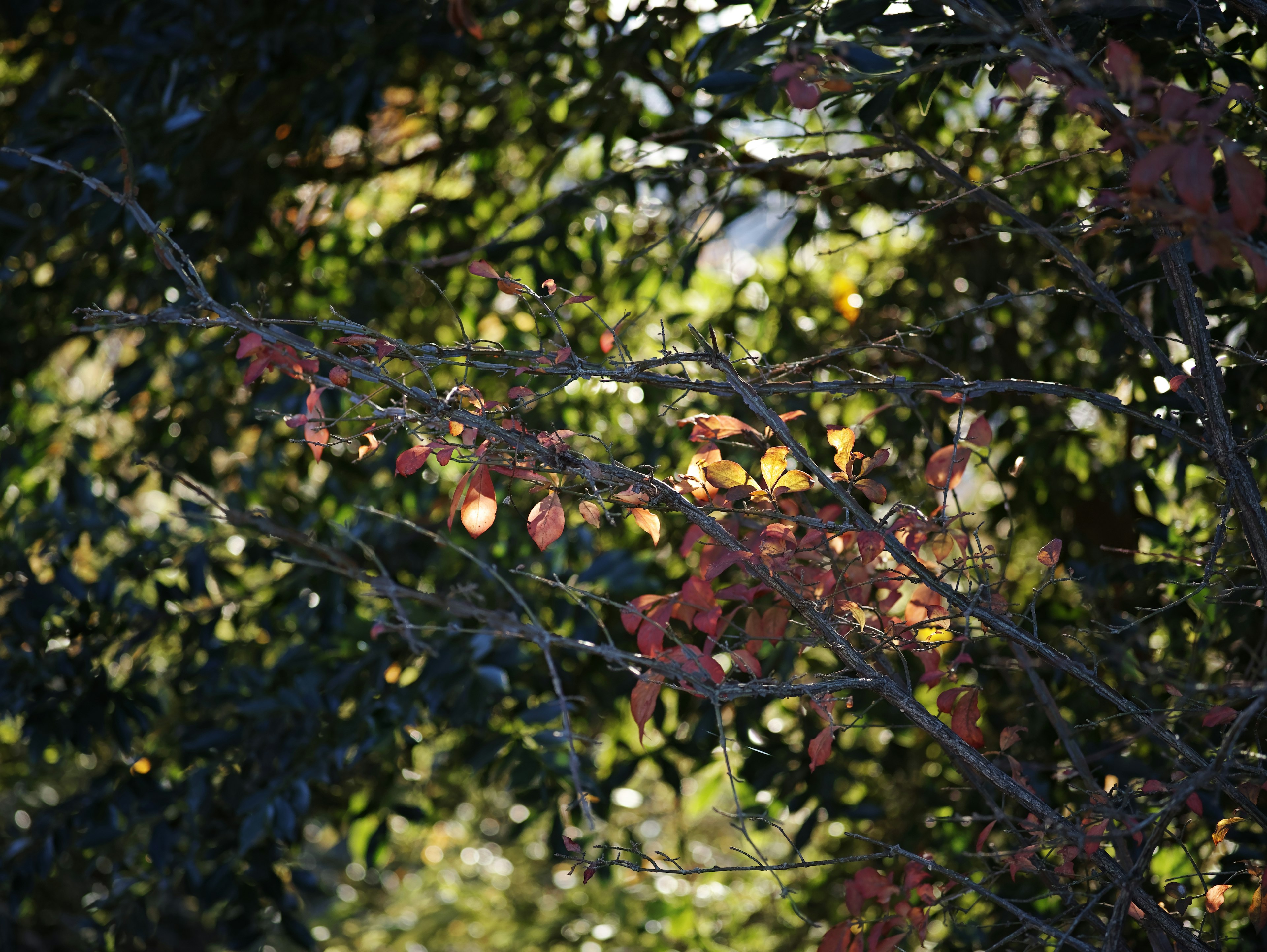 ทัศนียภาพฤดูใบไม้ร่วงที่มีผลไม้สีส้มอยู่ระหว่างใบไม้สีเขียว