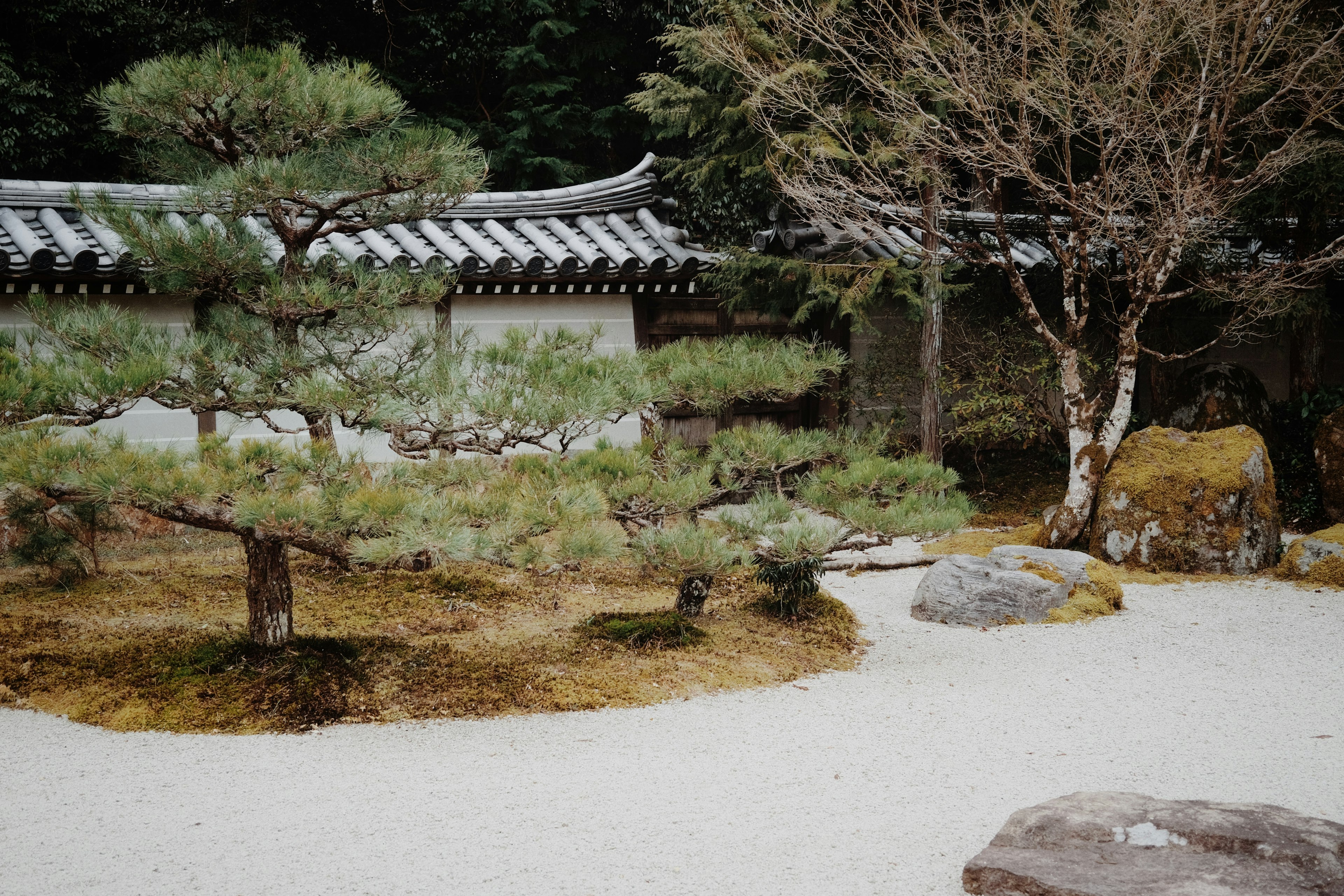 A serene garden featuring pine trees and stone arrangements