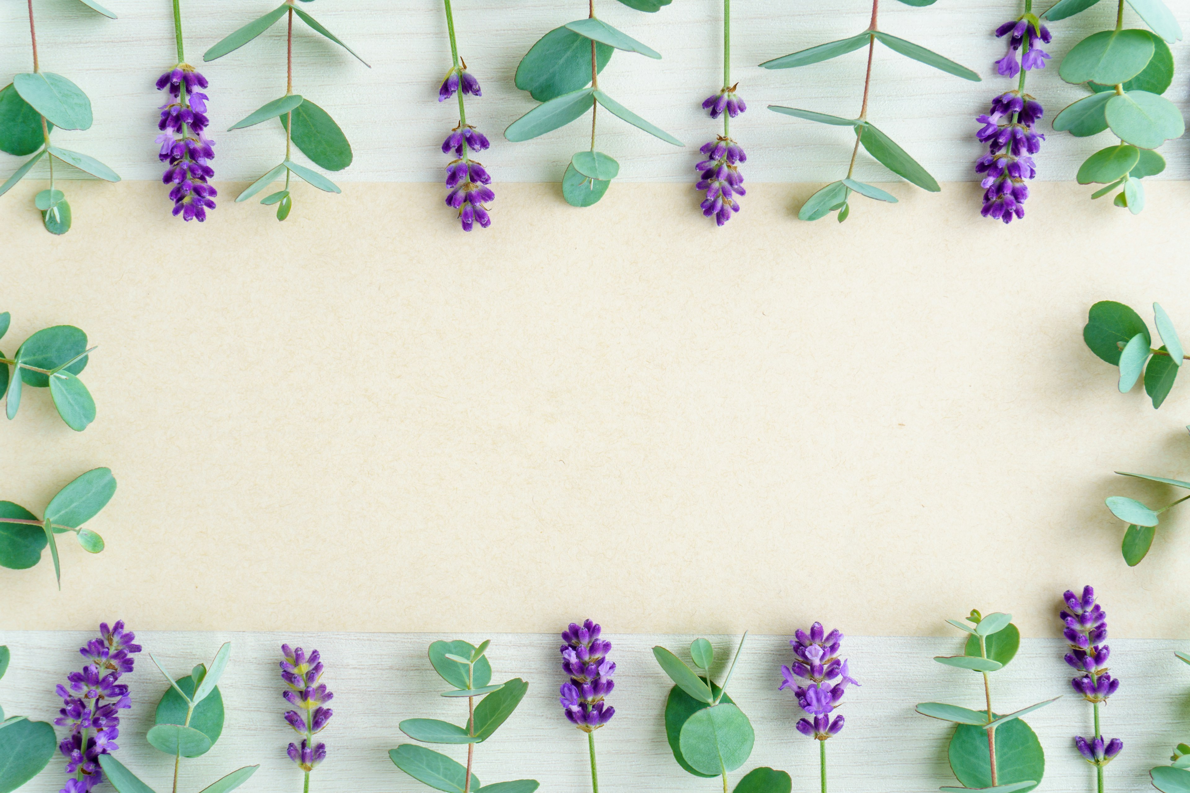 A simple background framed with purple lavender and green eucalyptus leaves