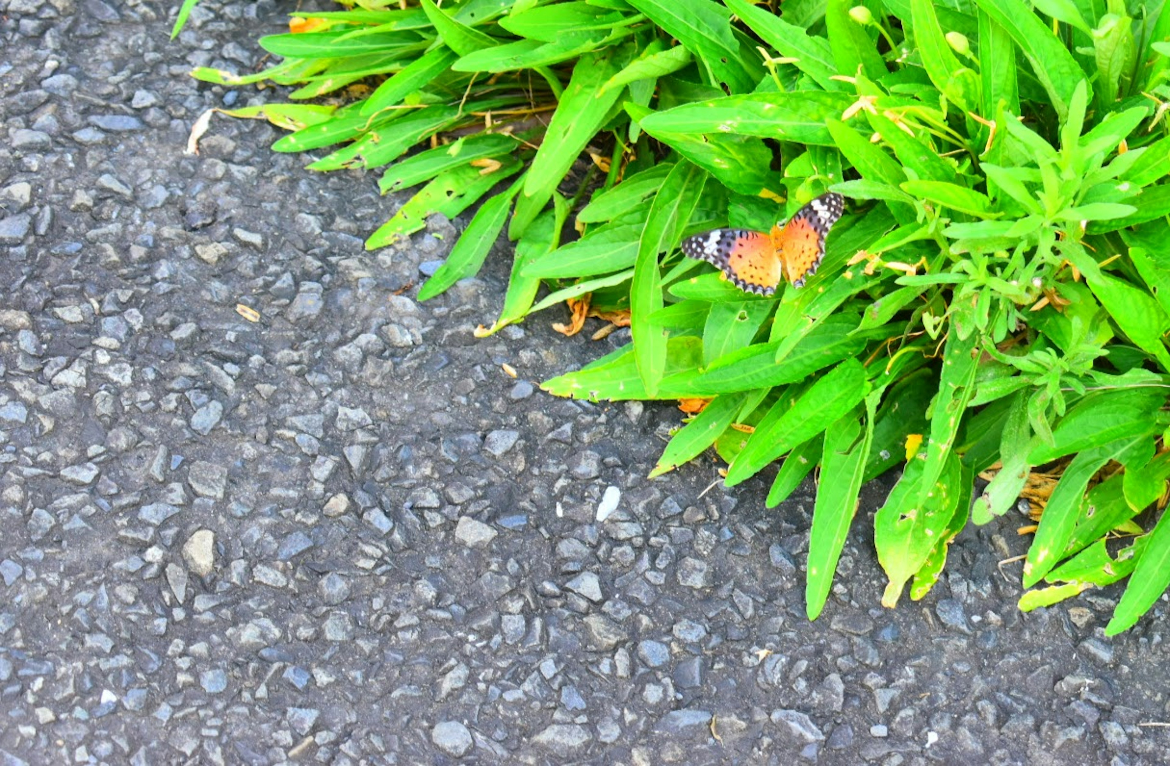 Image of a butterfly hidden among green grass