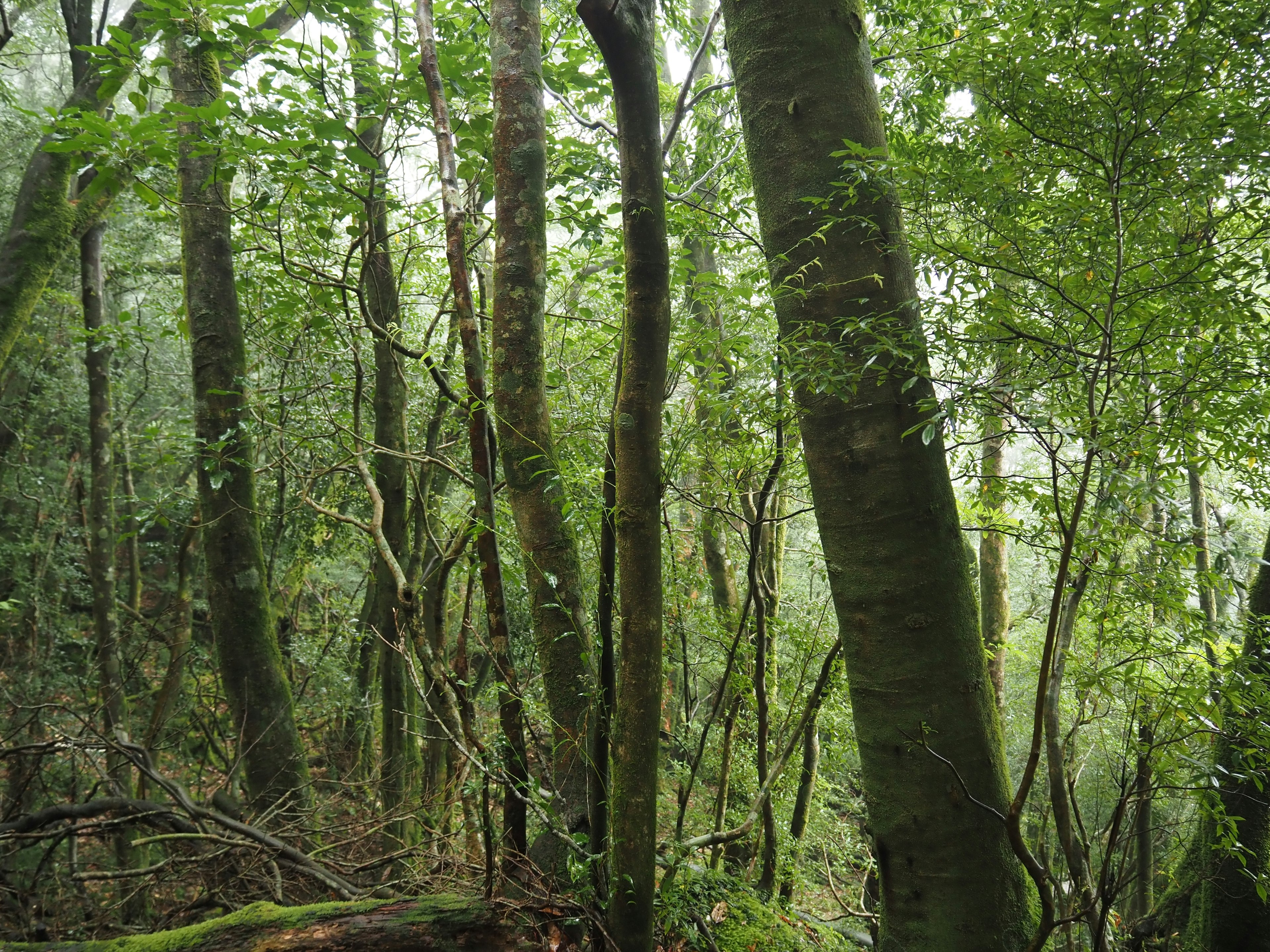 Dense forest with tall trees and lush greenery