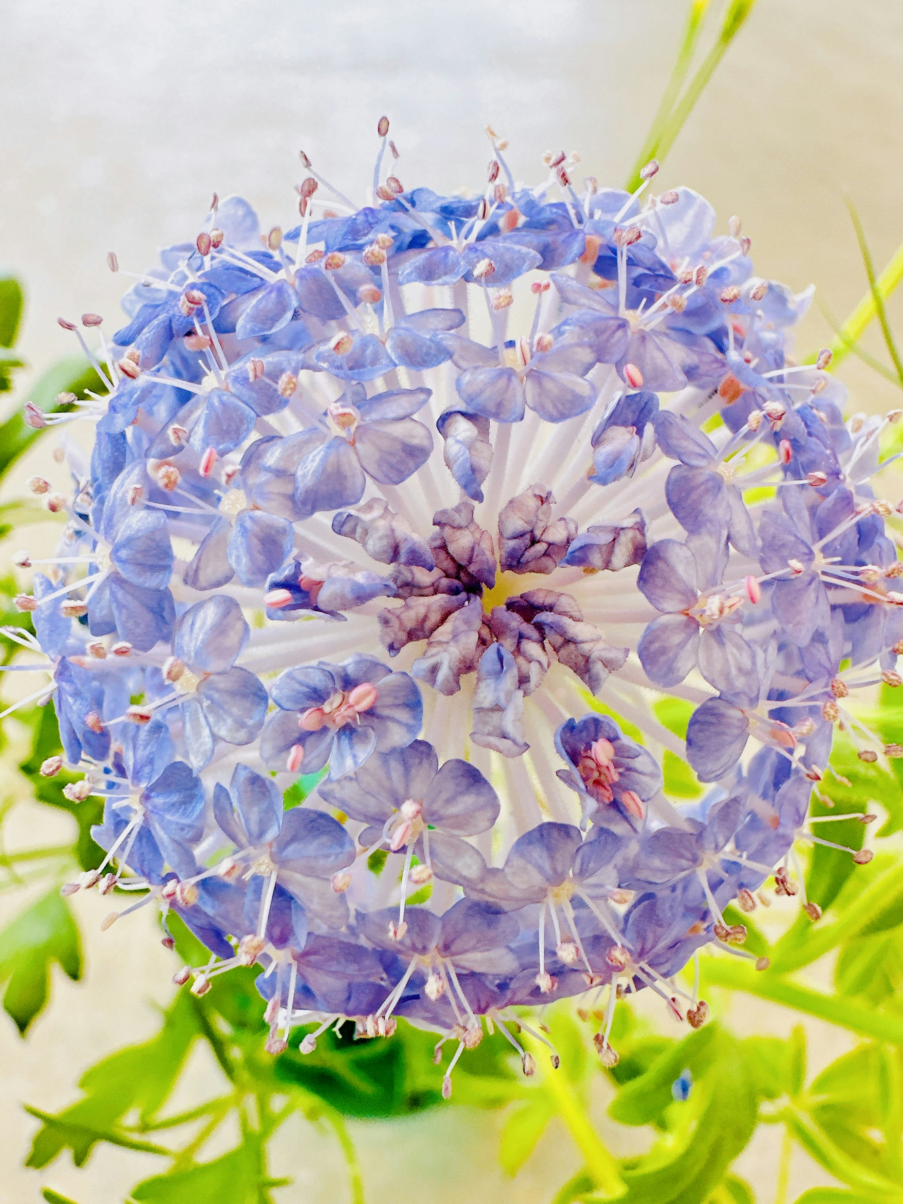 青紫色の花のクローズアップ、中心に白い部分が見える