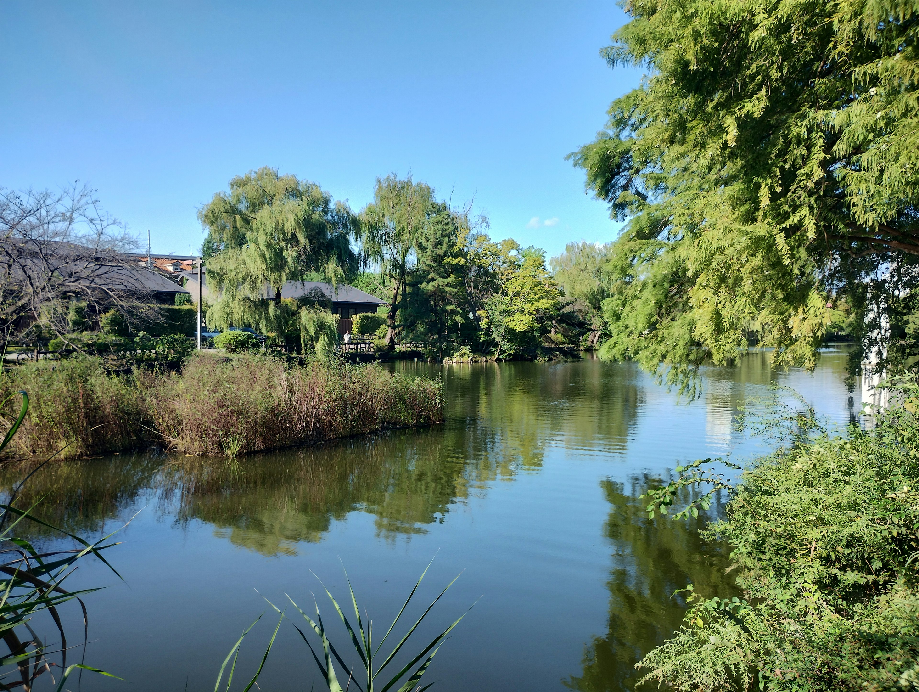 Lago tranquilo rodeado de árboles frondosos y cielo azul claro