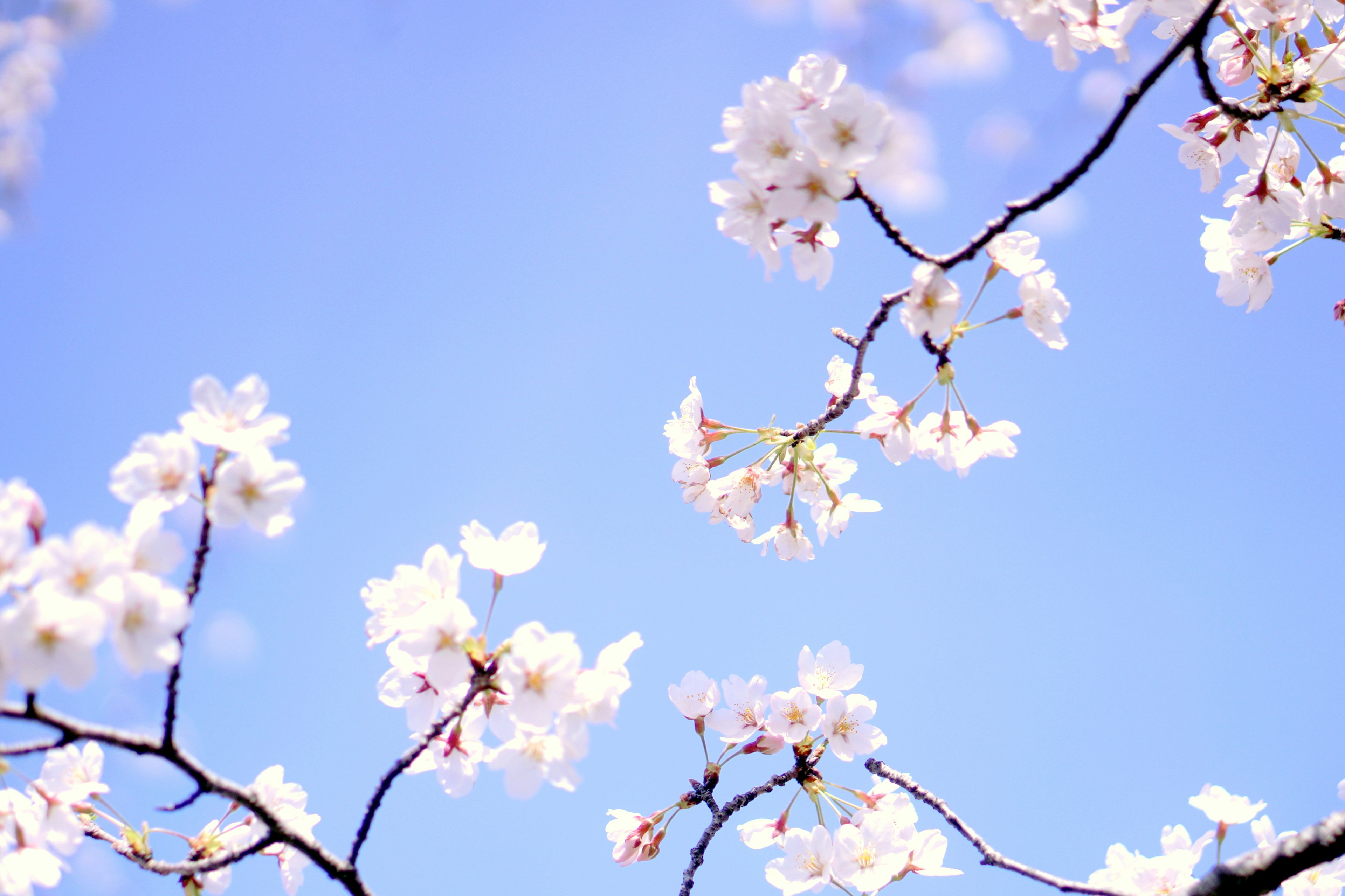 Ramas de cerezos en flor bajo un cielo azul