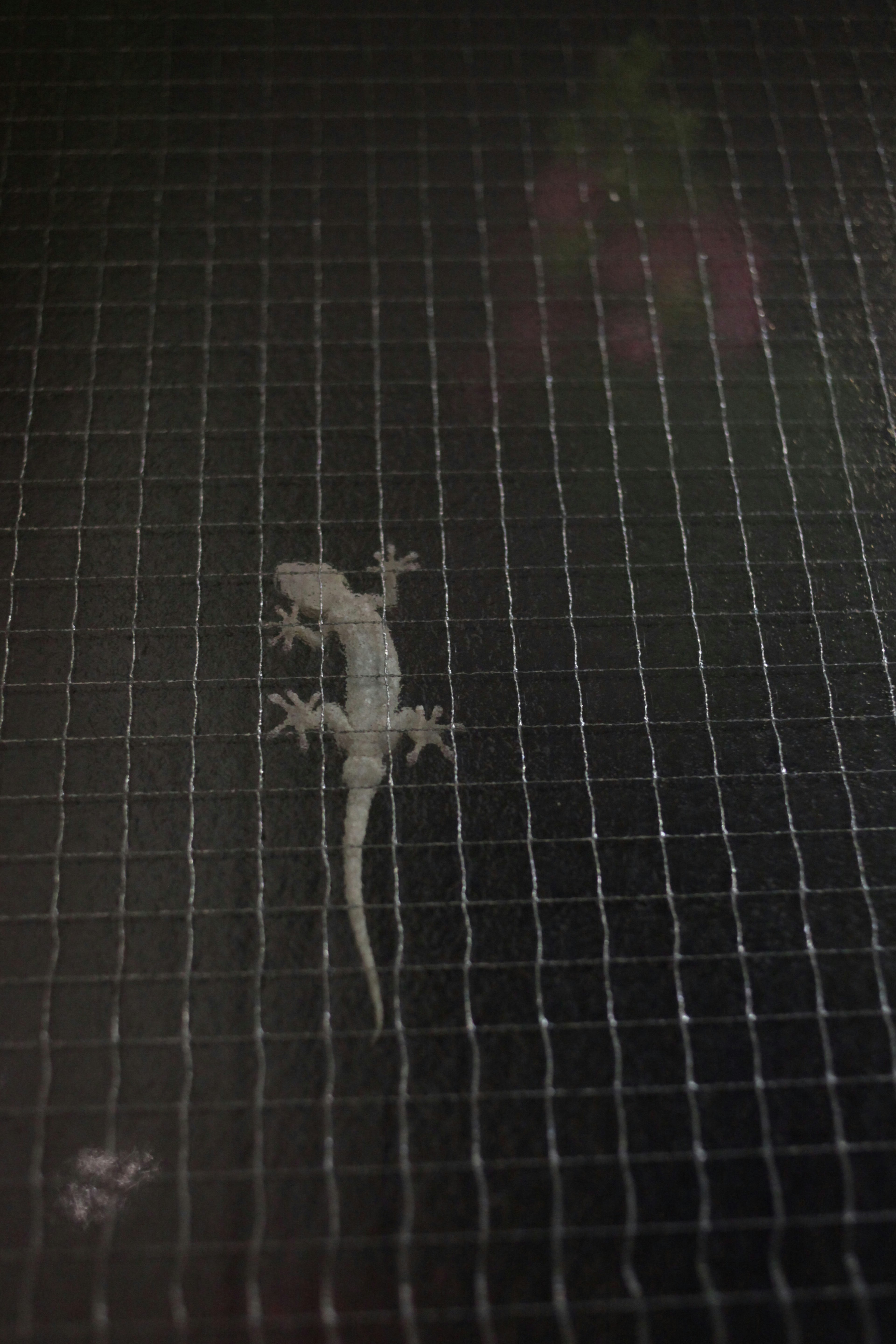 Close-up of a white lizard on a mesh surface