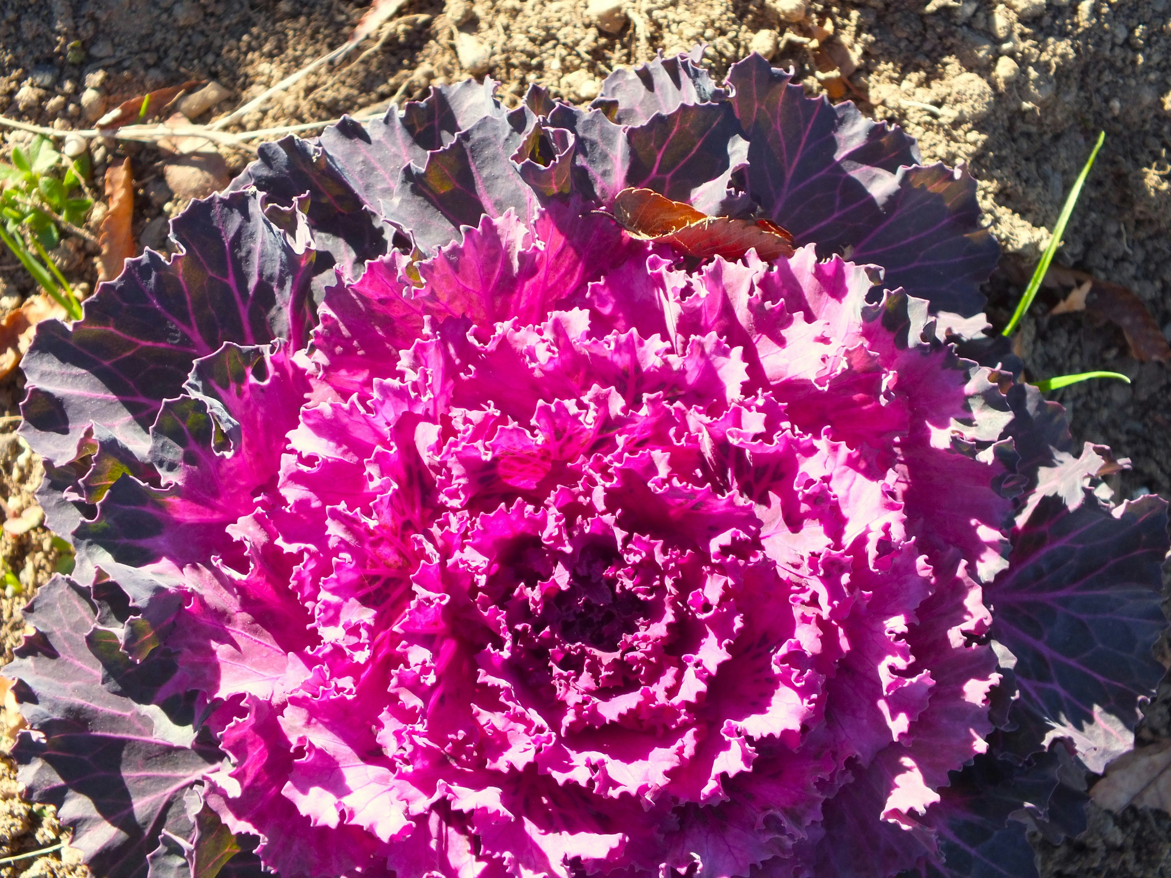 Planta de col rizada morada vibrante con hojas rizadas