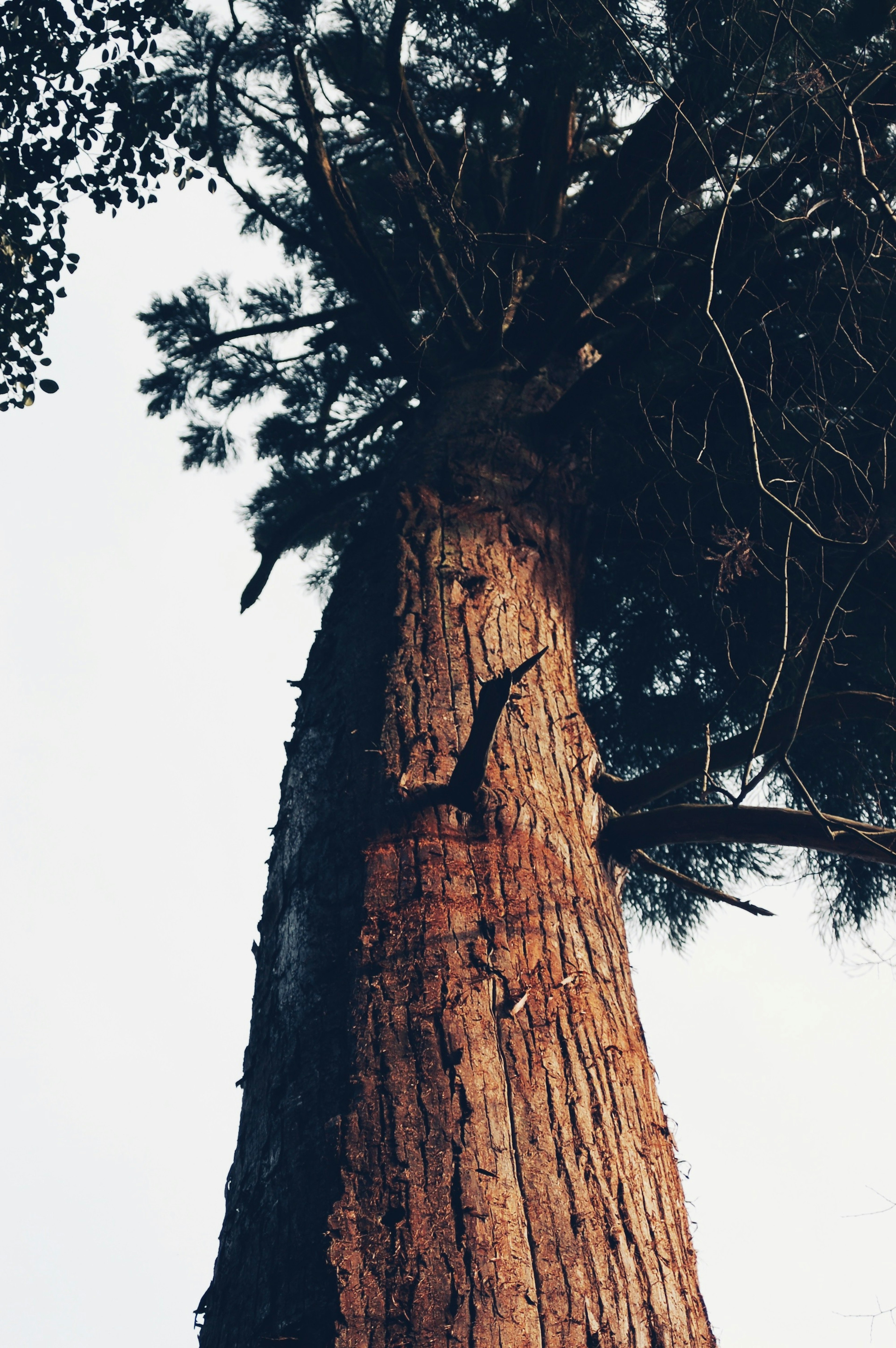 Tall tree trunk with textured bark and foliage