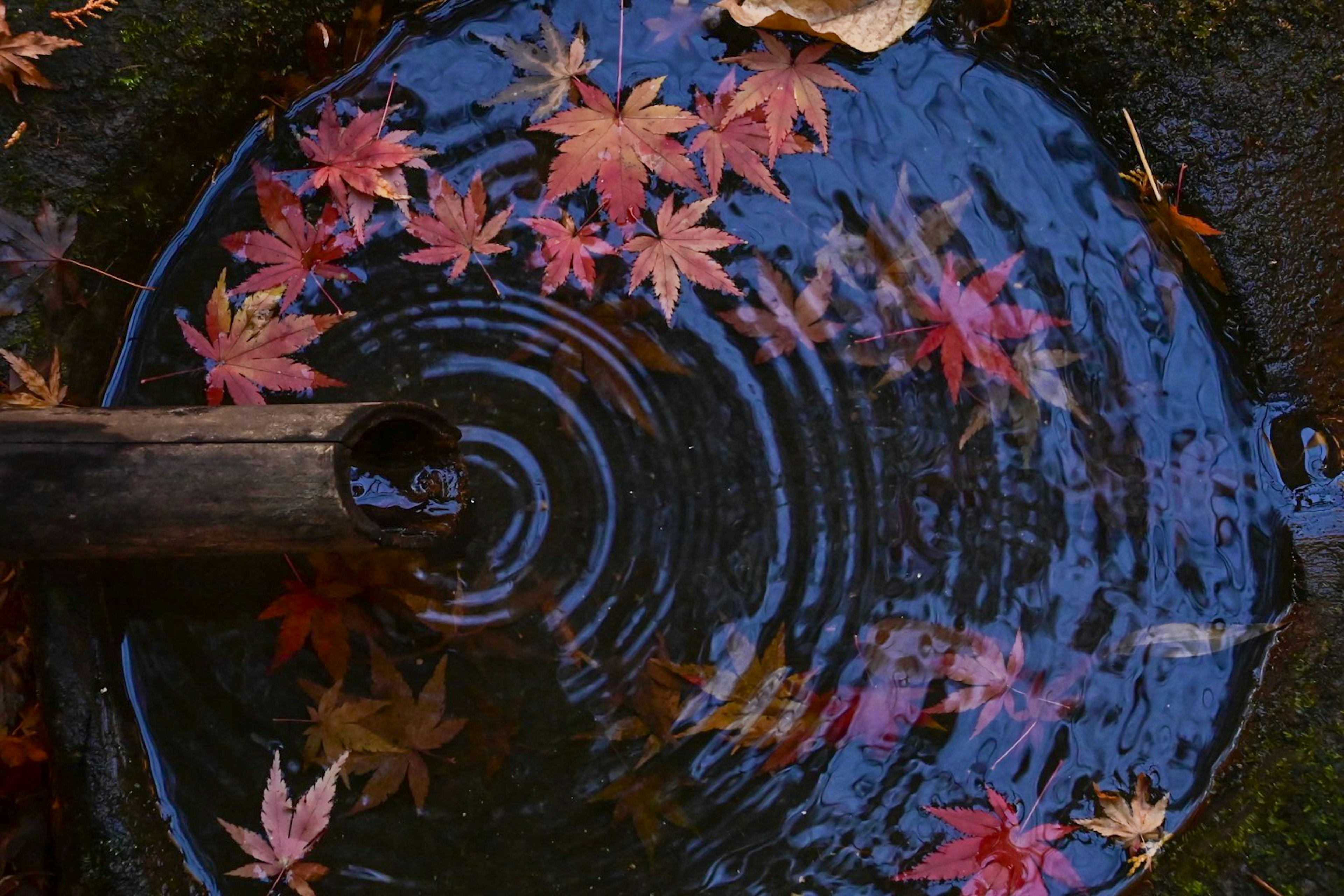 水面に浮かぶ紅葉と波紋のある美しい景色