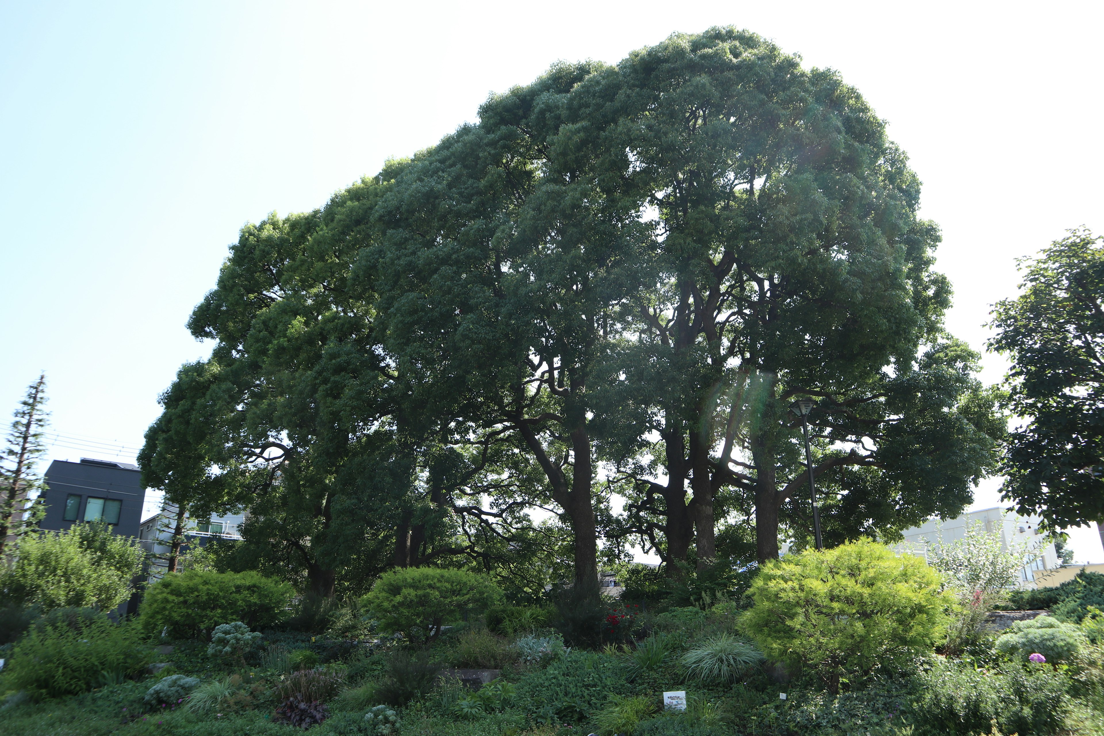 Un gruppo di grandi alberi verdi in un parco