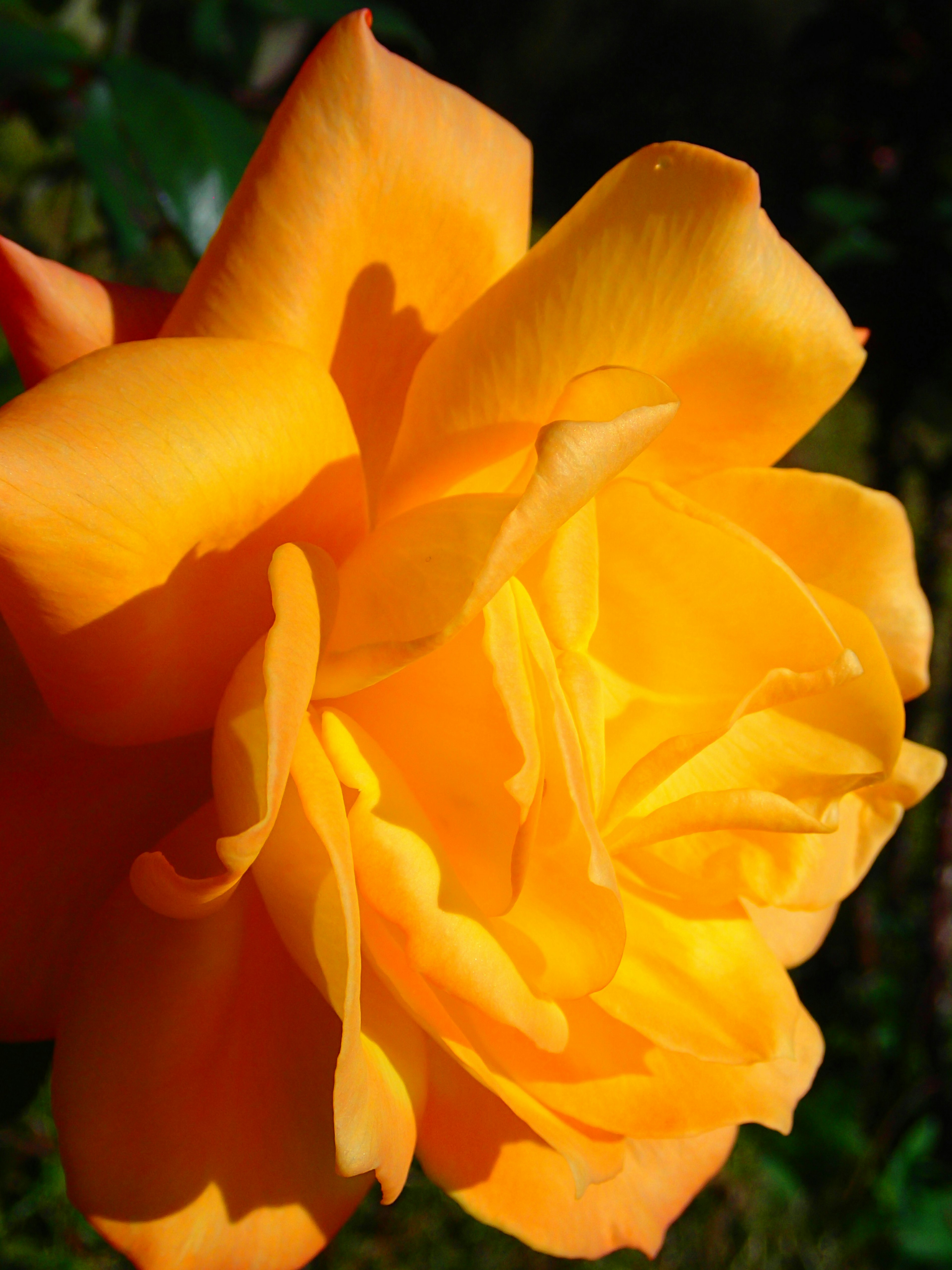 鮮やかなオレンジ色のバラの花のクローズアップ