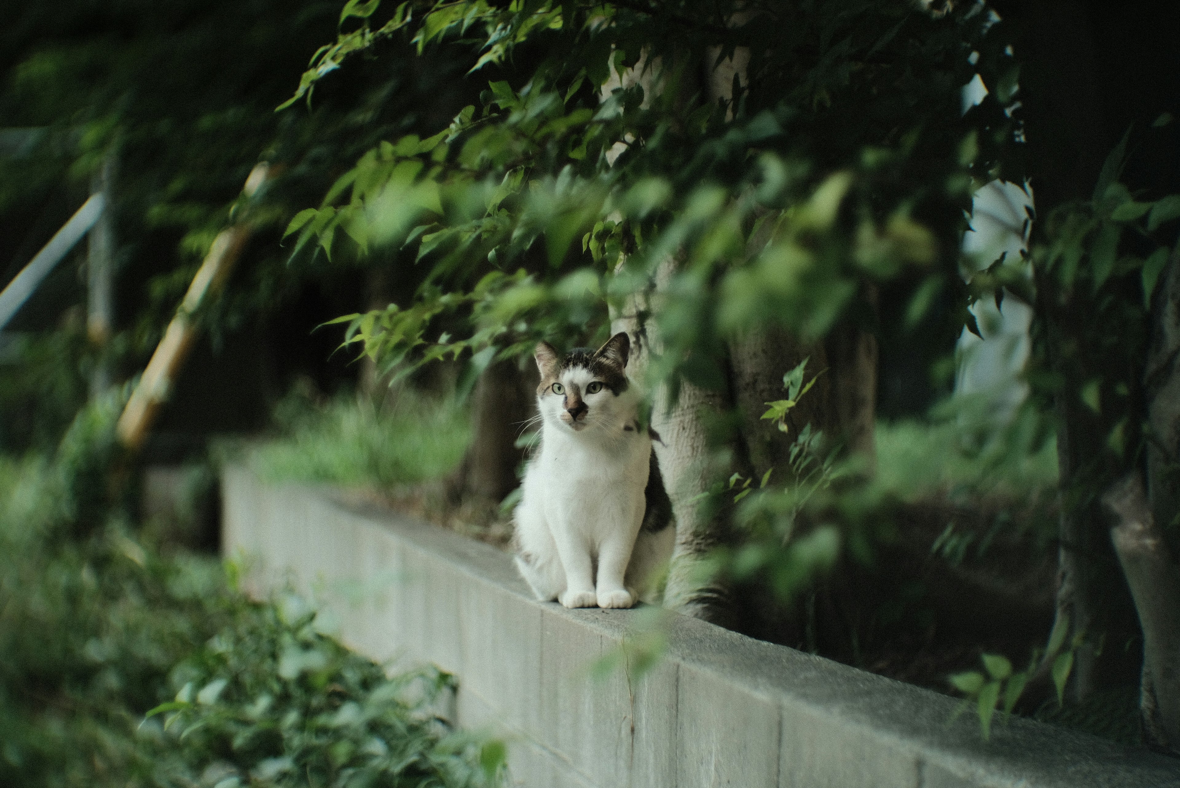 A white and black cat sitting on a wall partially hidden by green foliage