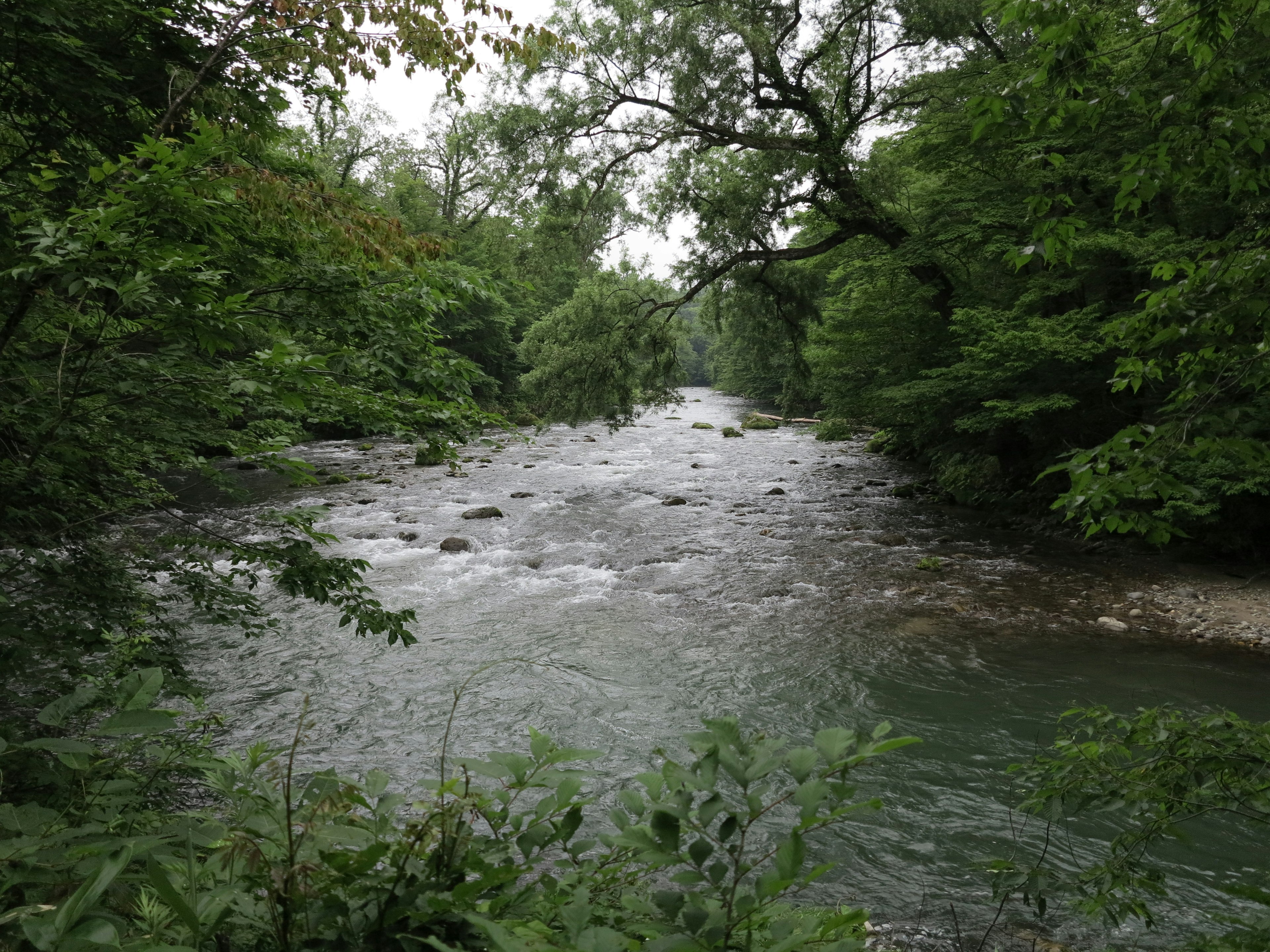 A river flowing through lush green surroundings with visible rocks