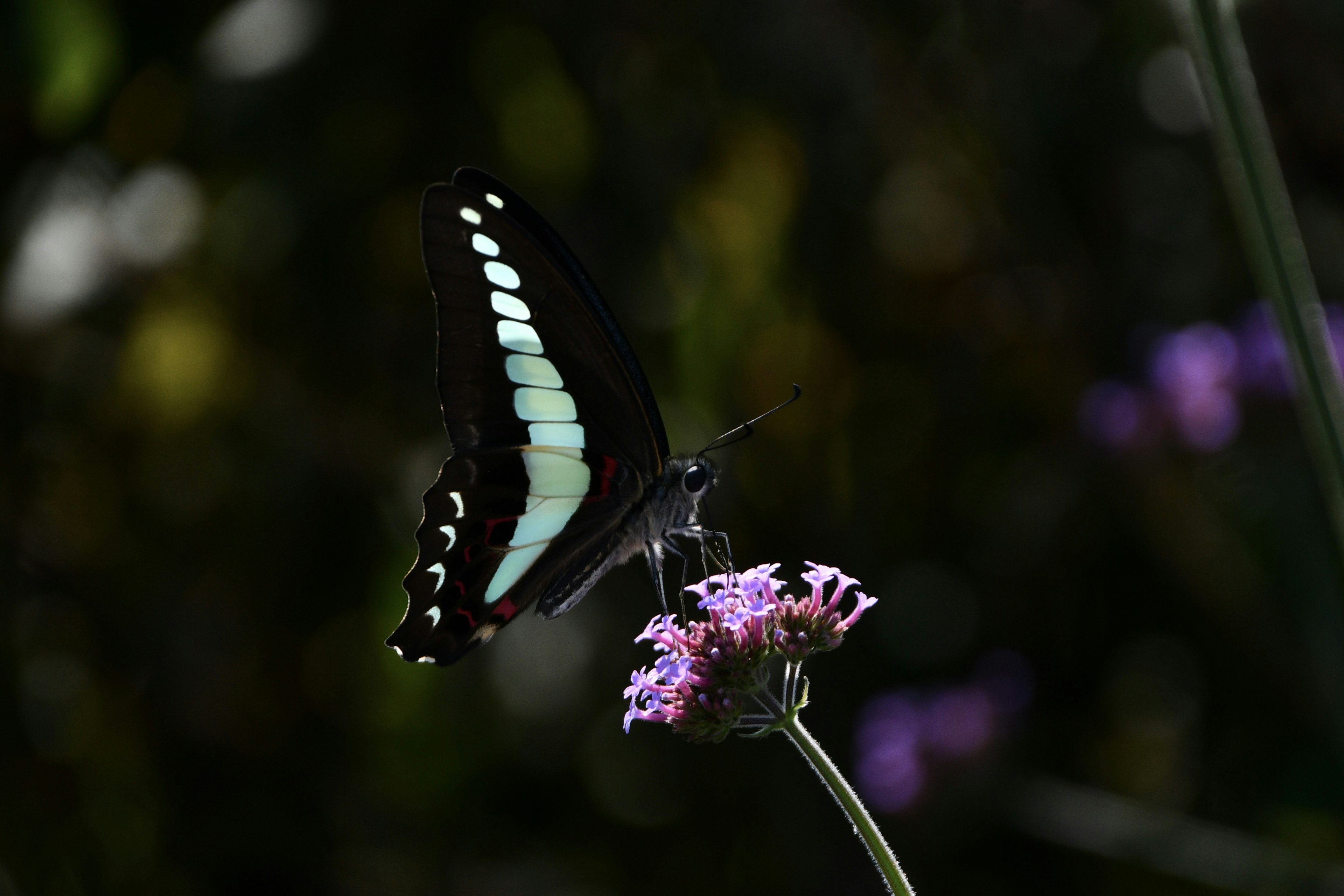 Ein blauer Schmetterling sitzt auf einer Blume