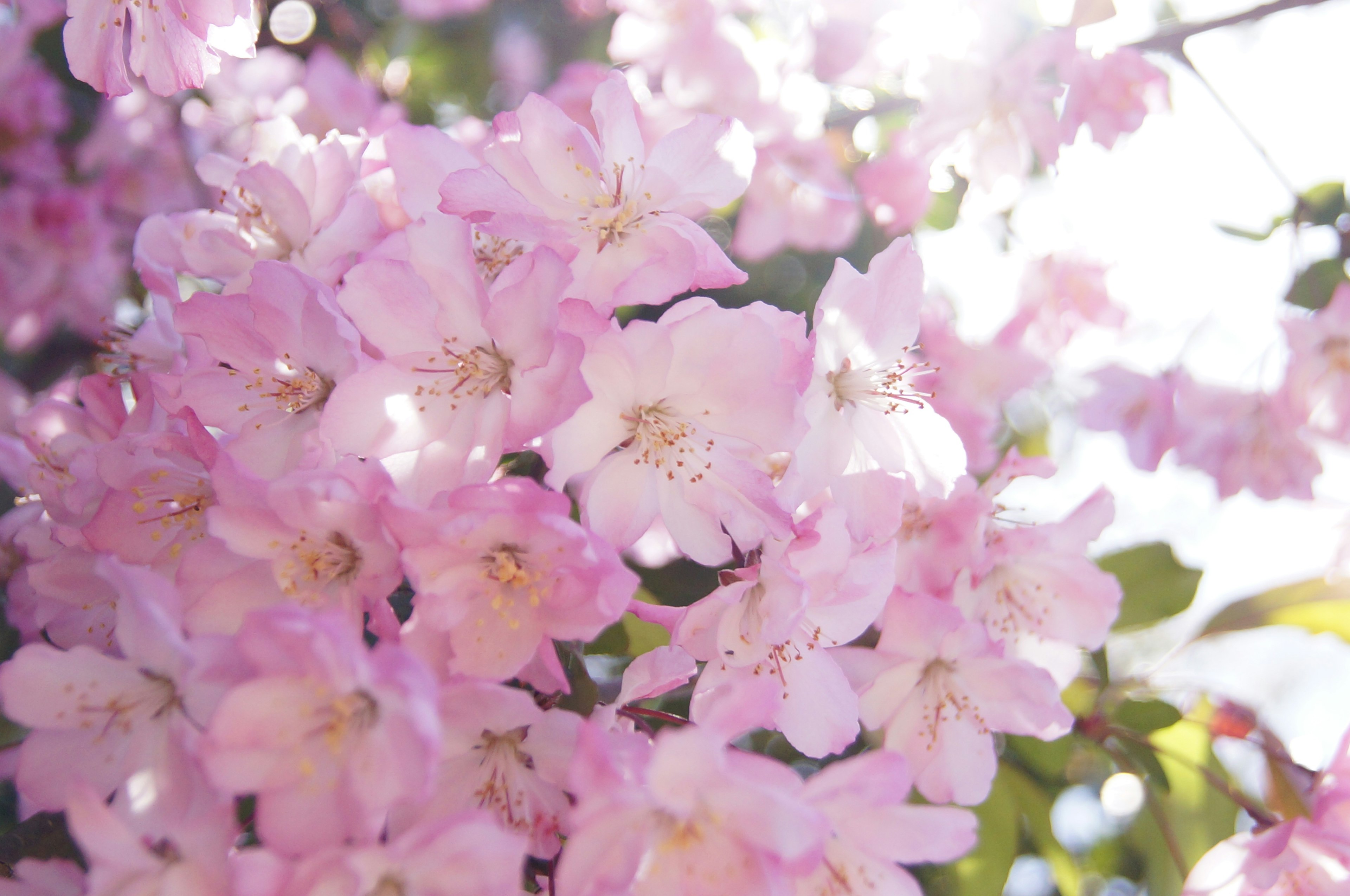 Nahaufnahme von Kirschbaumzweigen mit zarten rosa Blüten