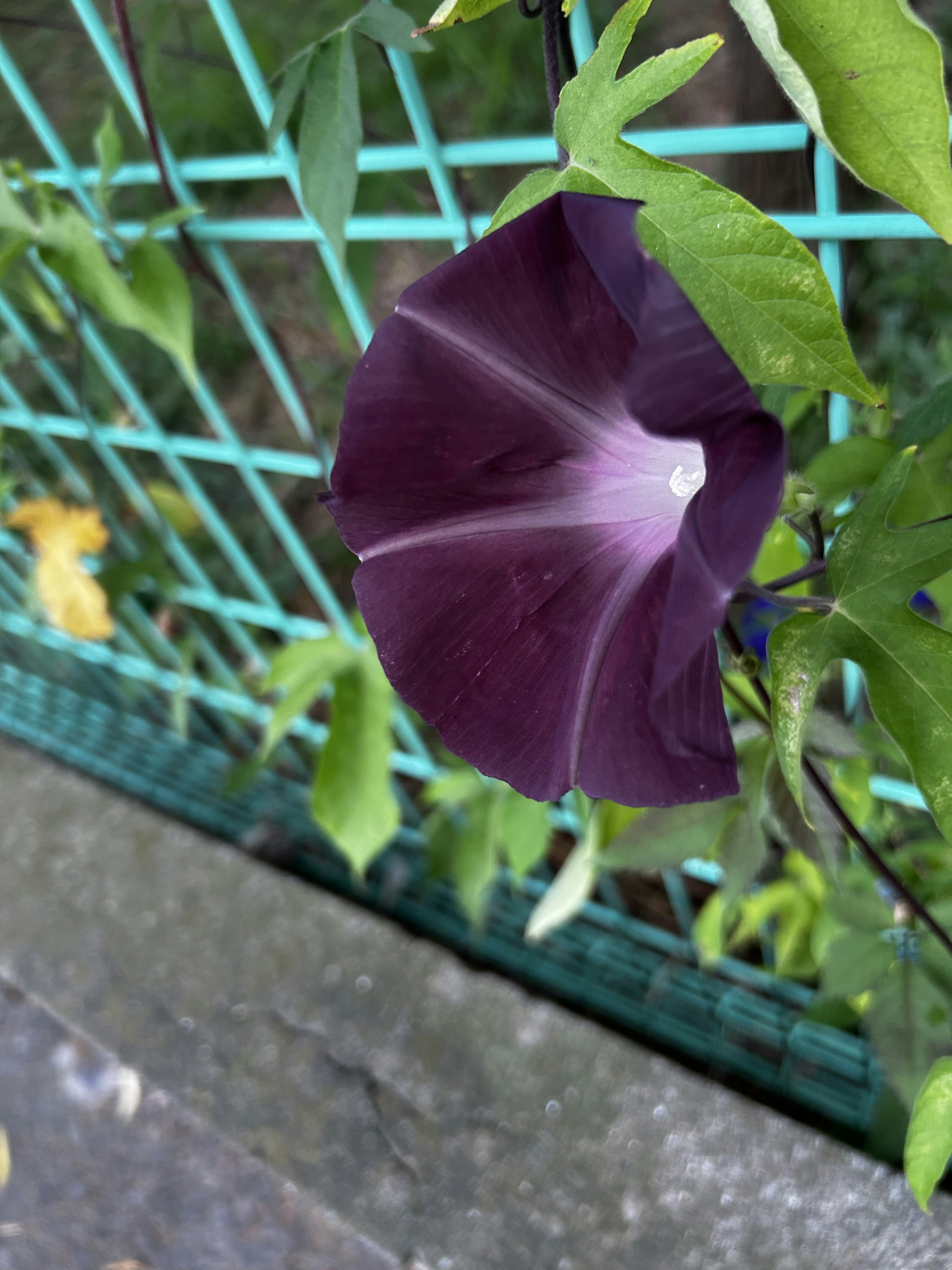 紫色の朝顔の花が緑のフェンスに絡まっている