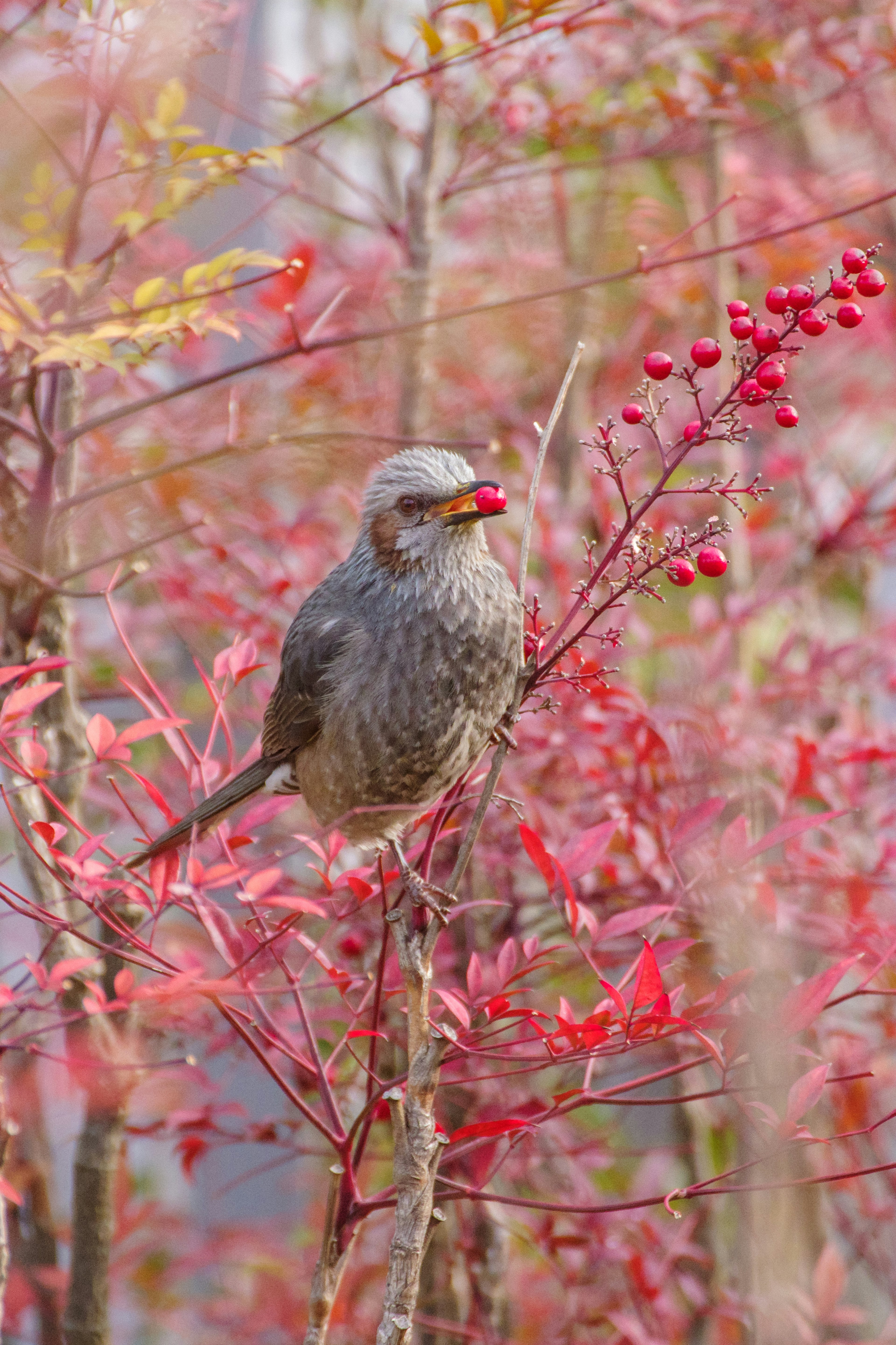 Gros plan d'un oiseau perché sur un arbre avec des feuilles et des baies rouges