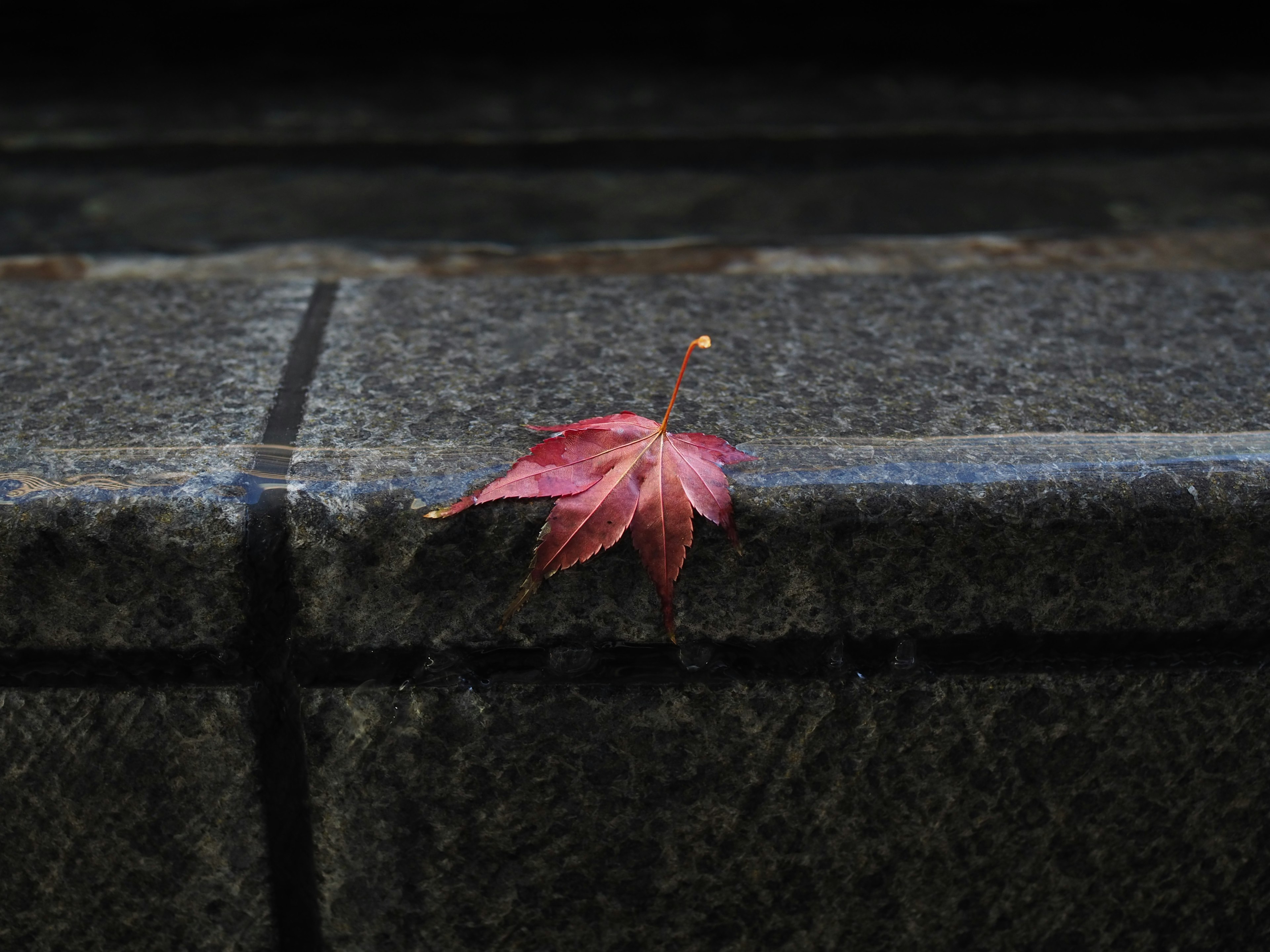 A single red leaf resting on a stone surface