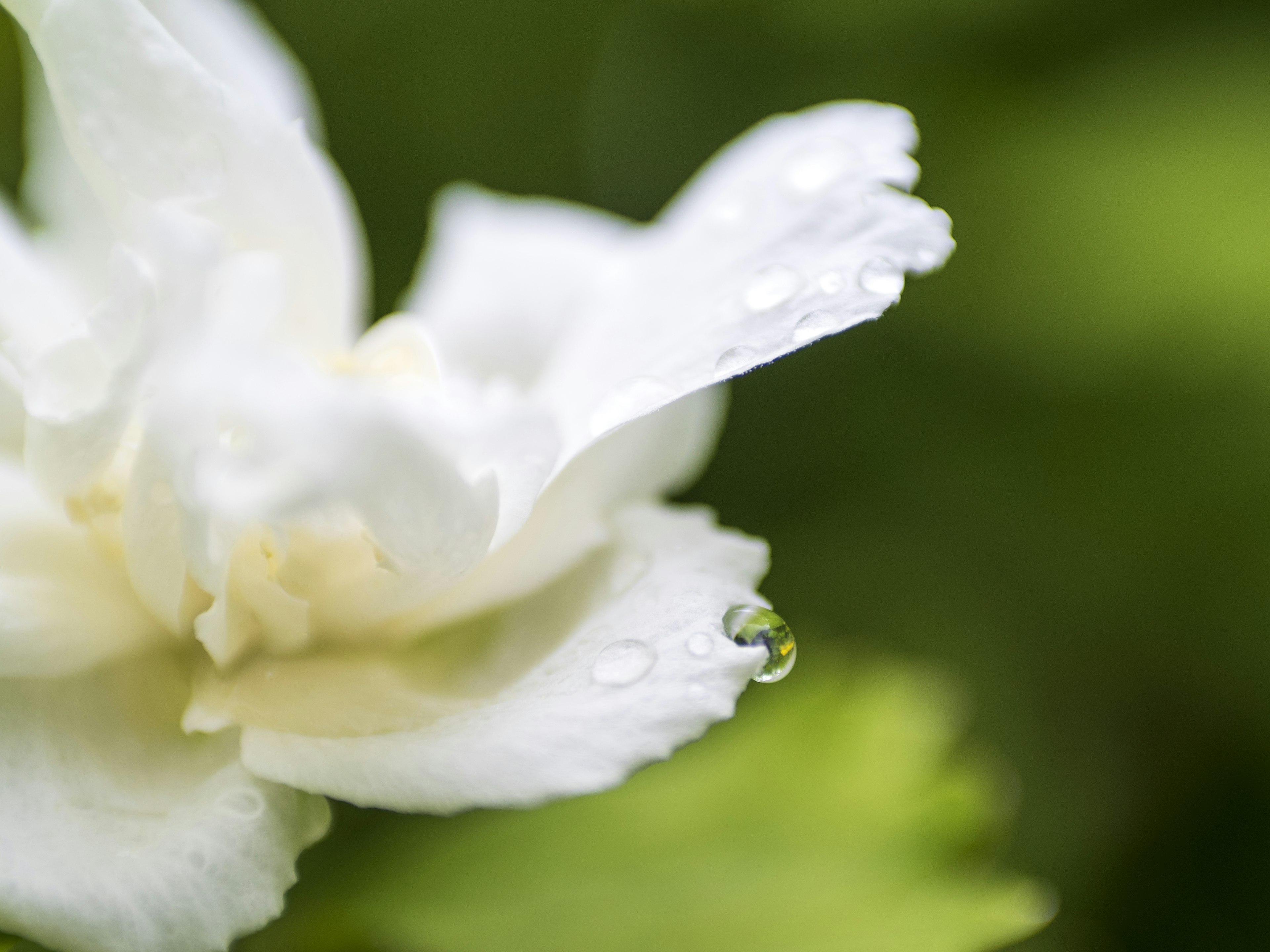 Primo piano di un petalo di fiore bianco con gocce d'acqua